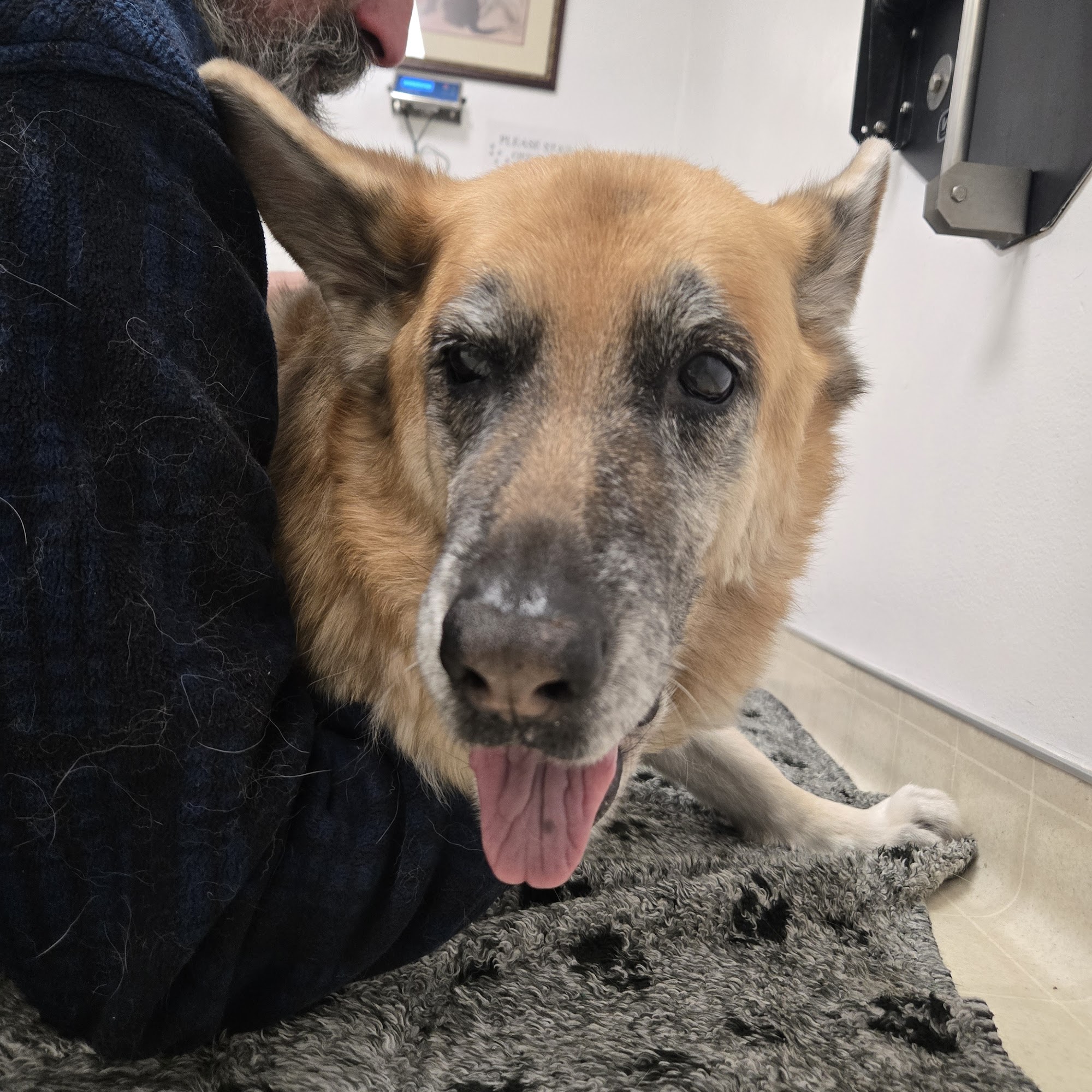 K-Heart Veterinary Clinic Great Falls