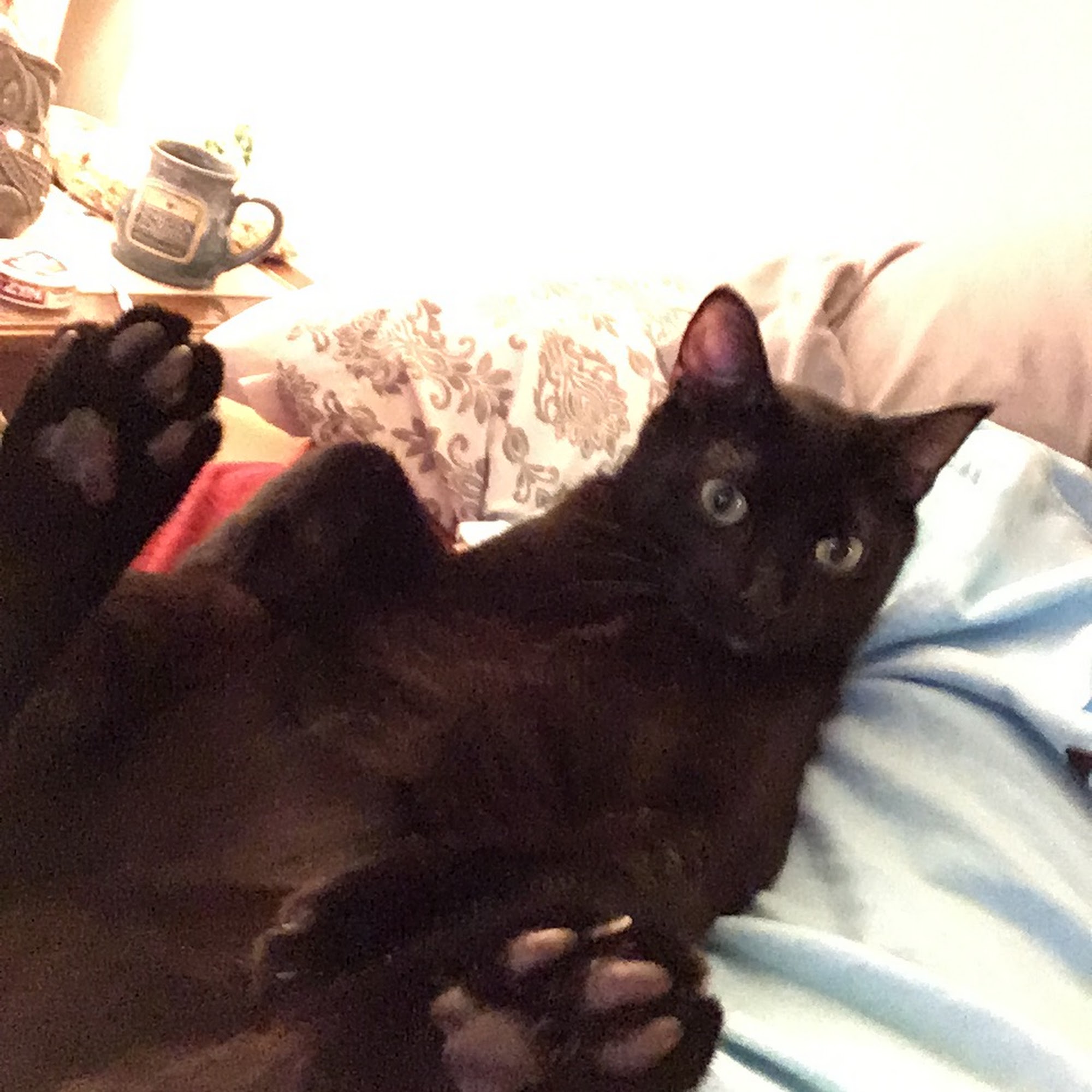 Animal Medical Clinic Great Falls