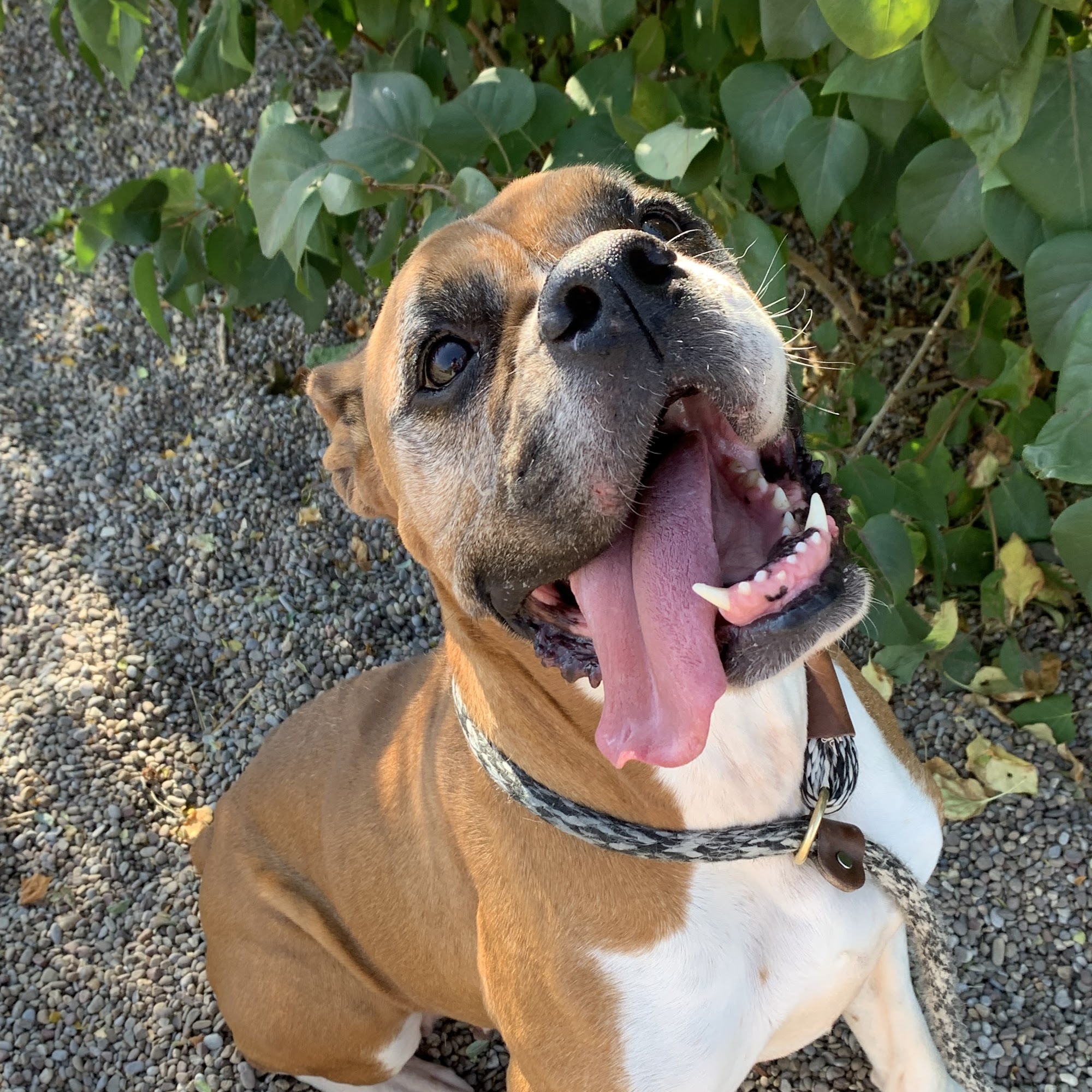 City of Great Falls Animal Shelter Great Falls