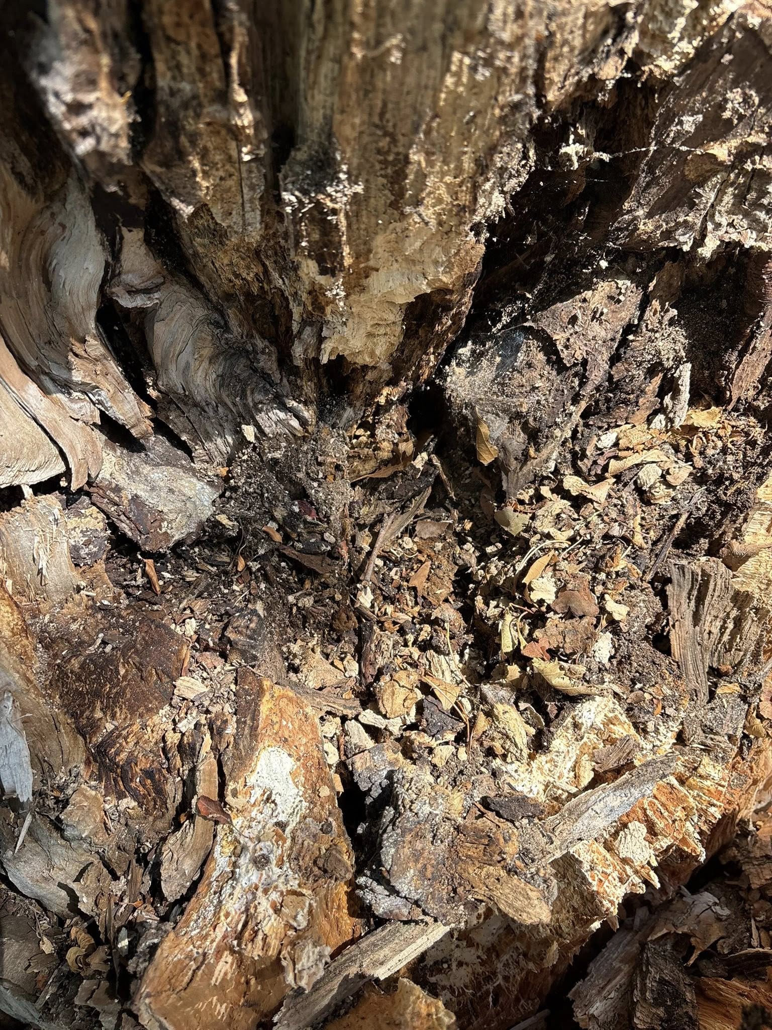 Dave's Tree Services