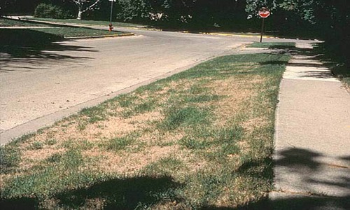 Selstad's Lawnranger Spray Services