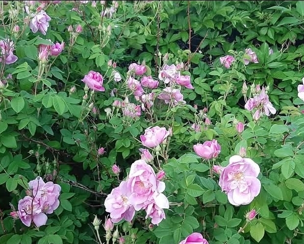 Selstad's Lawnranger Spray Services