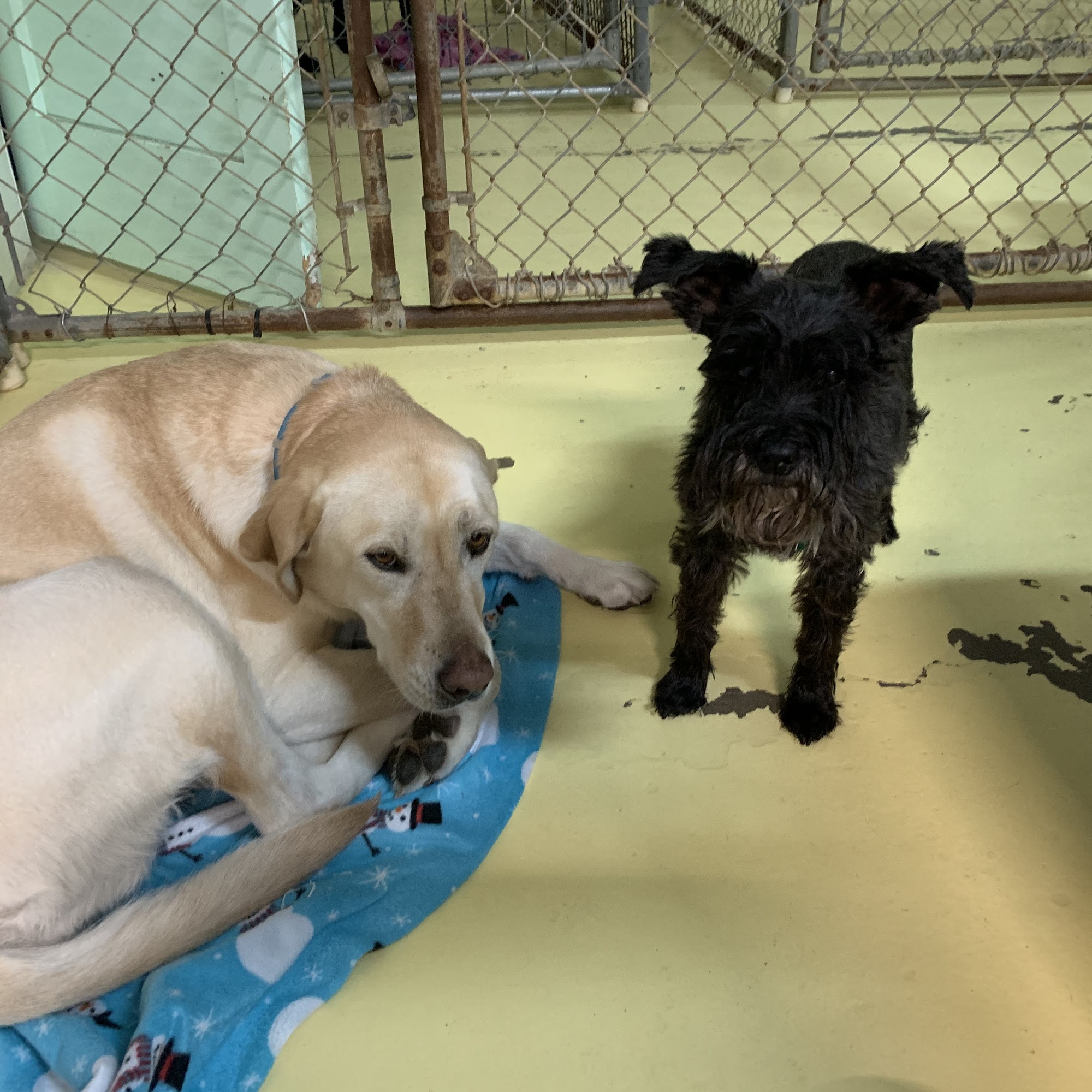 Pet Palace Hotel & Grooming LLC Great Falls