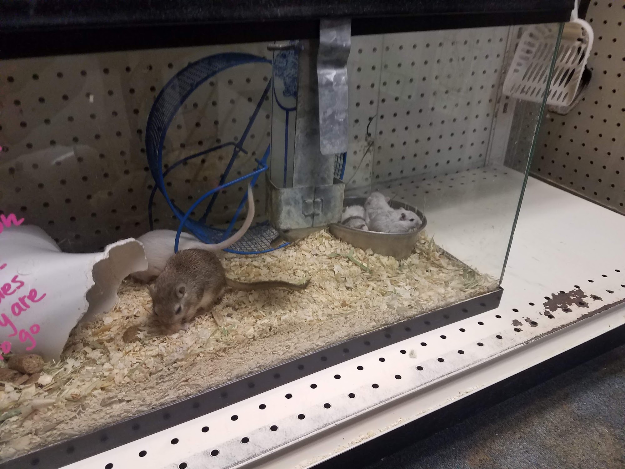 Wild About Pets Inc Hamilton