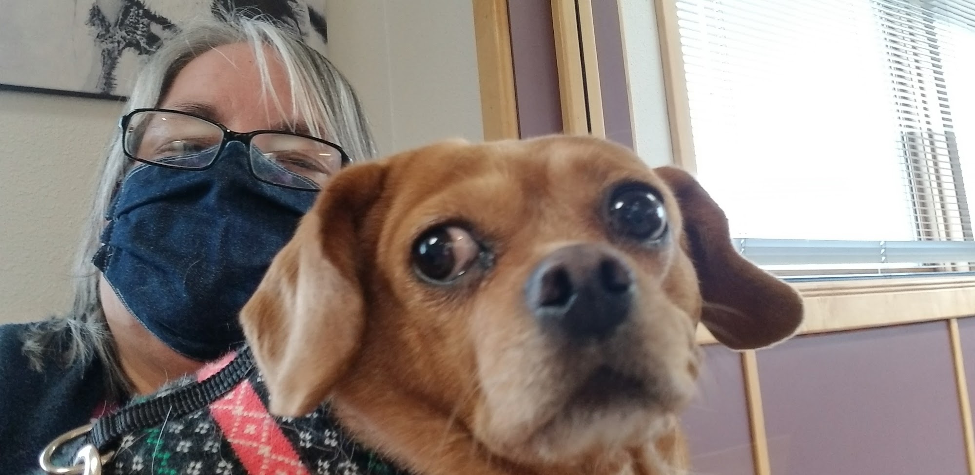 Valley Pet Clinic Hamilton