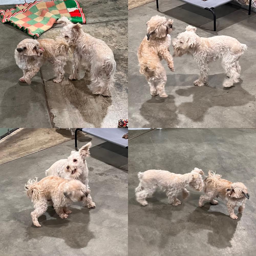 Daly Dog Care Hamilton