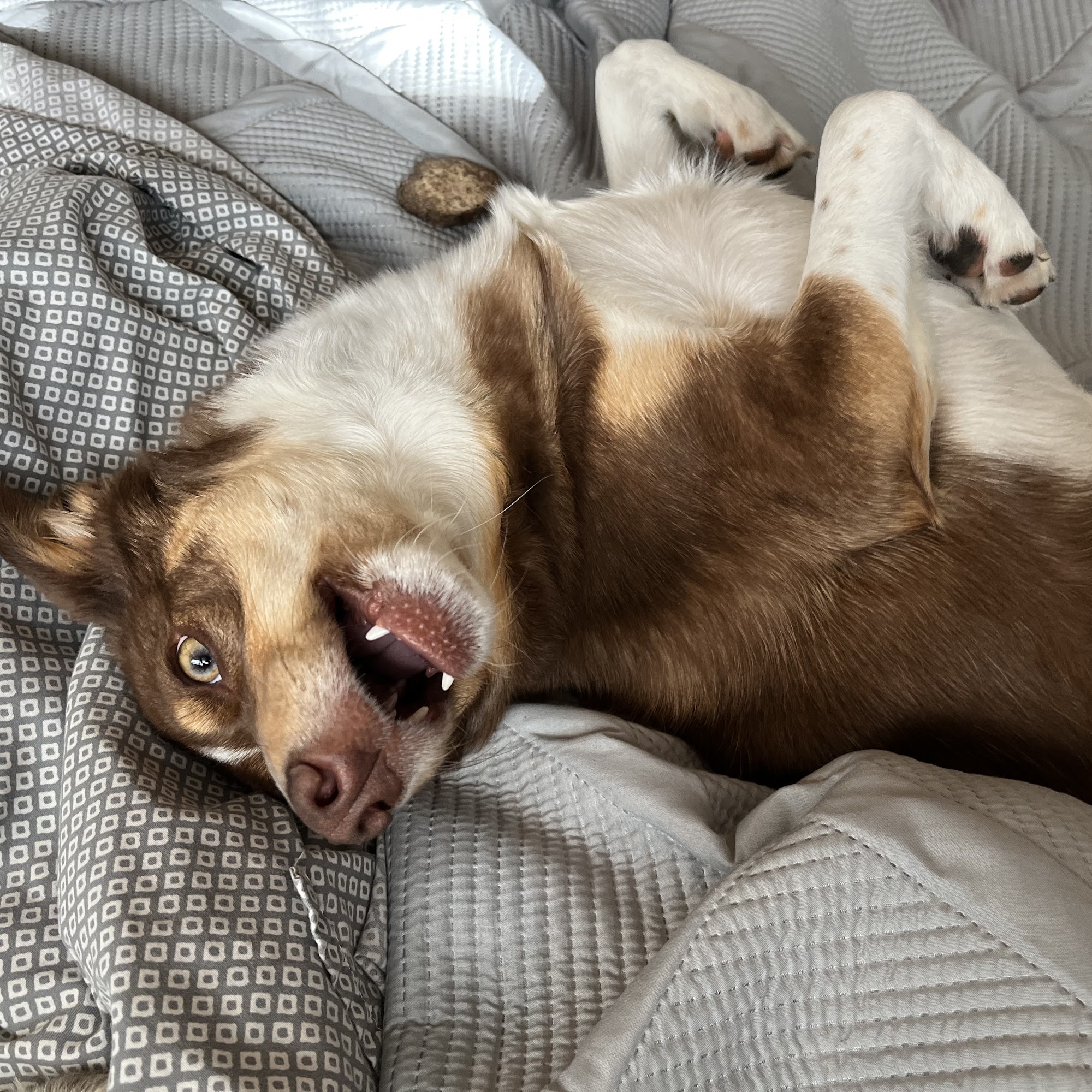 Animal Care Center Hardin Hardin