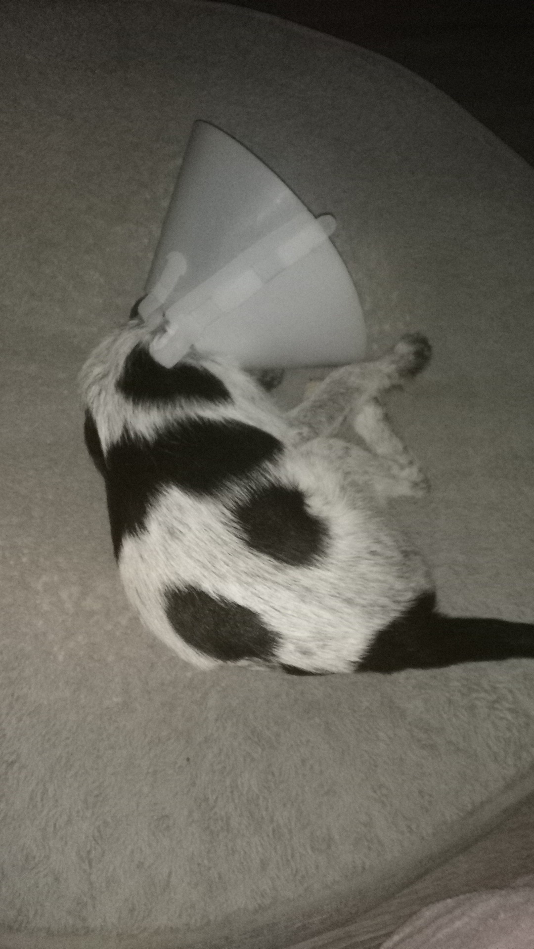 Animal Care Center Hardin Hardin