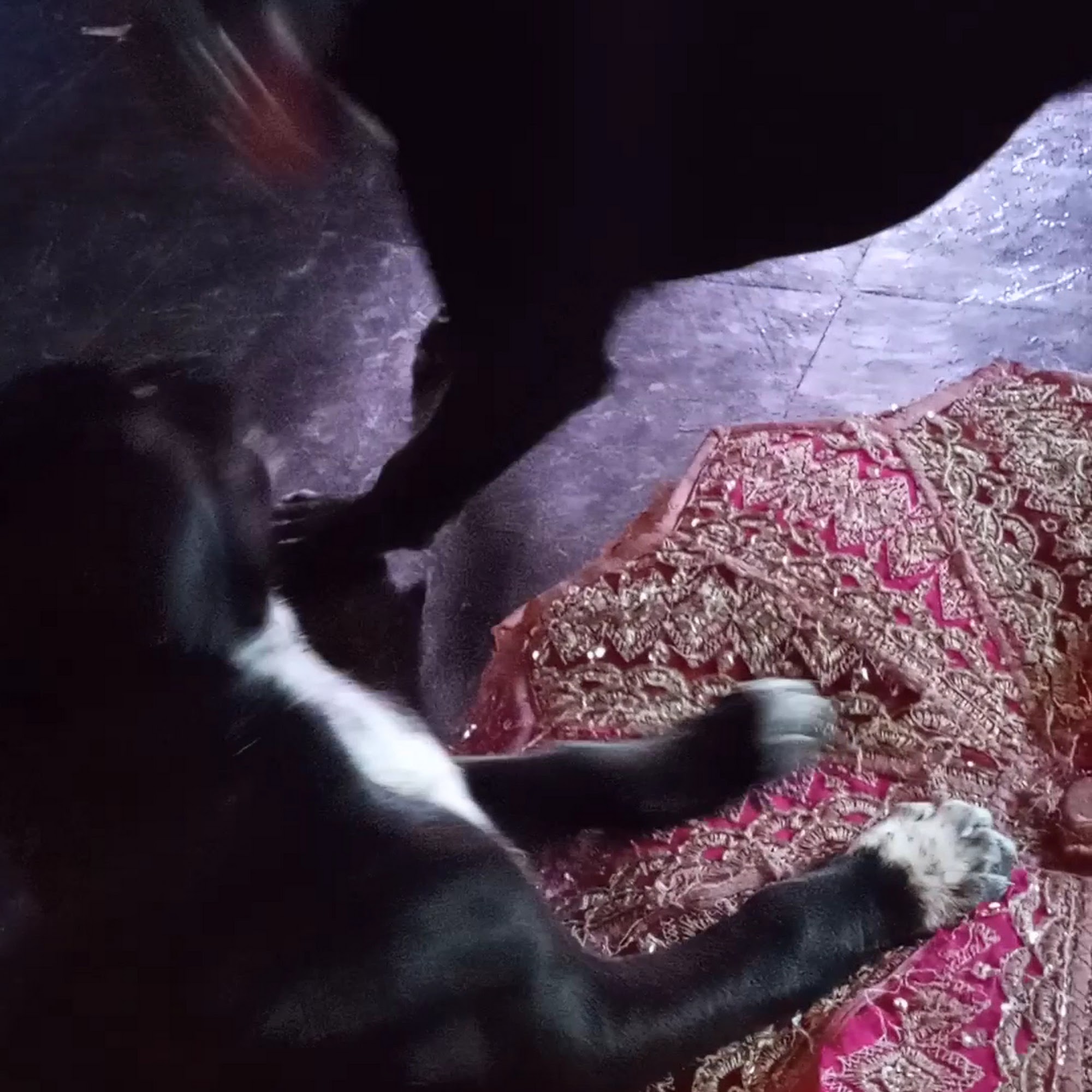 Lewis & Clark Humane Society Helena