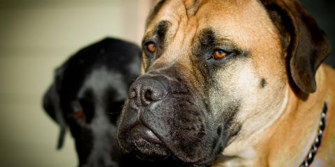 Glacier K9 Resort and Spa Kalispell