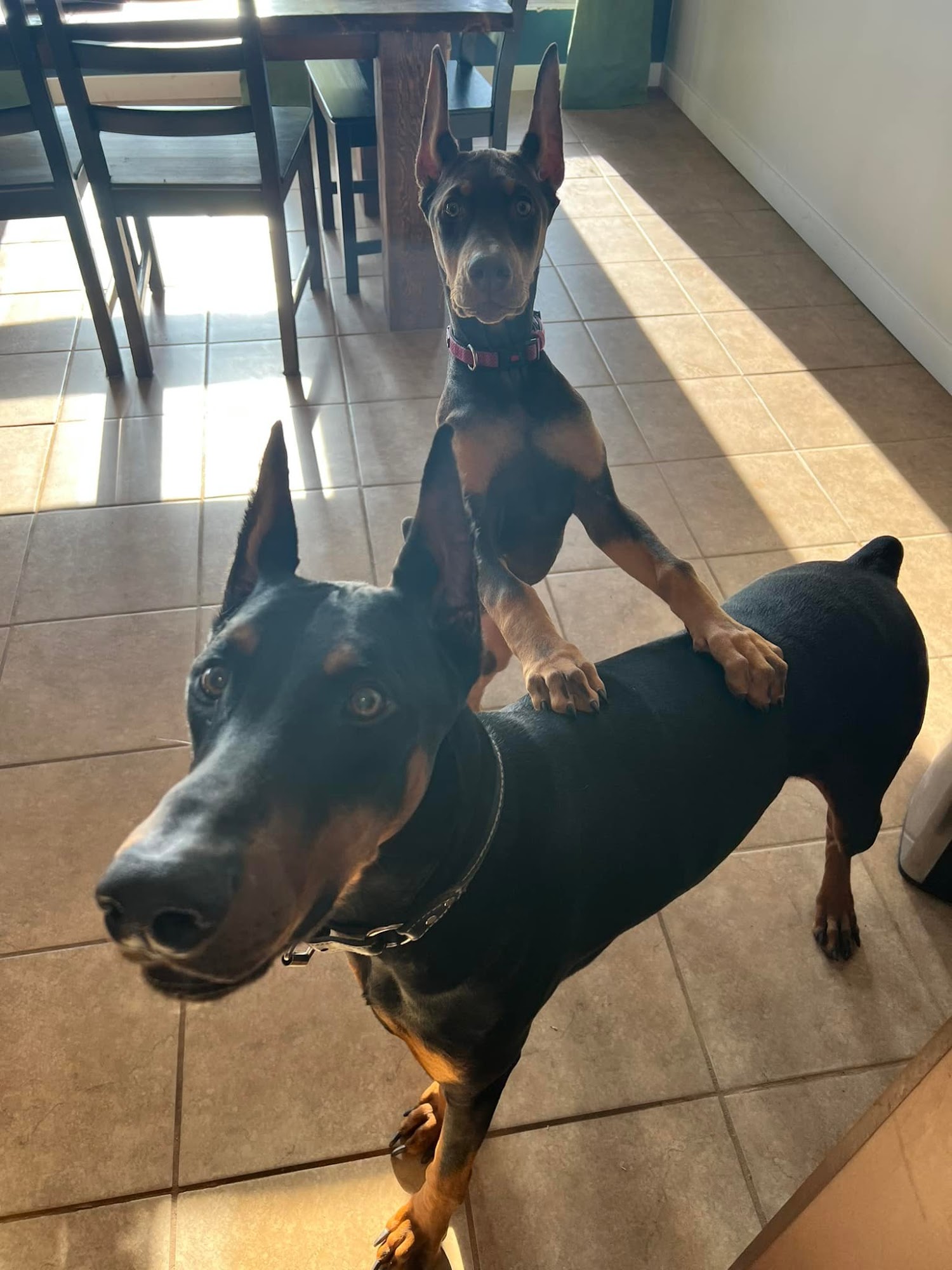 Ashley Creek Animal Clinic Kalispell