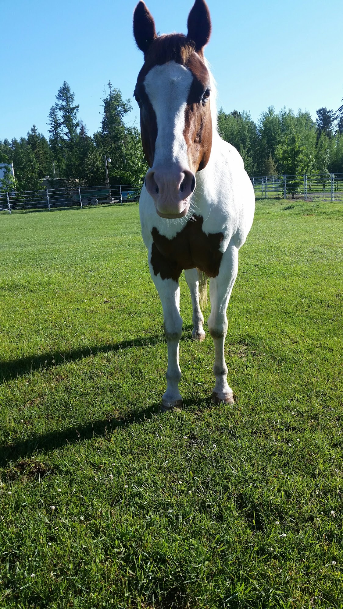 Lasalle Equine Clinic Kalispell