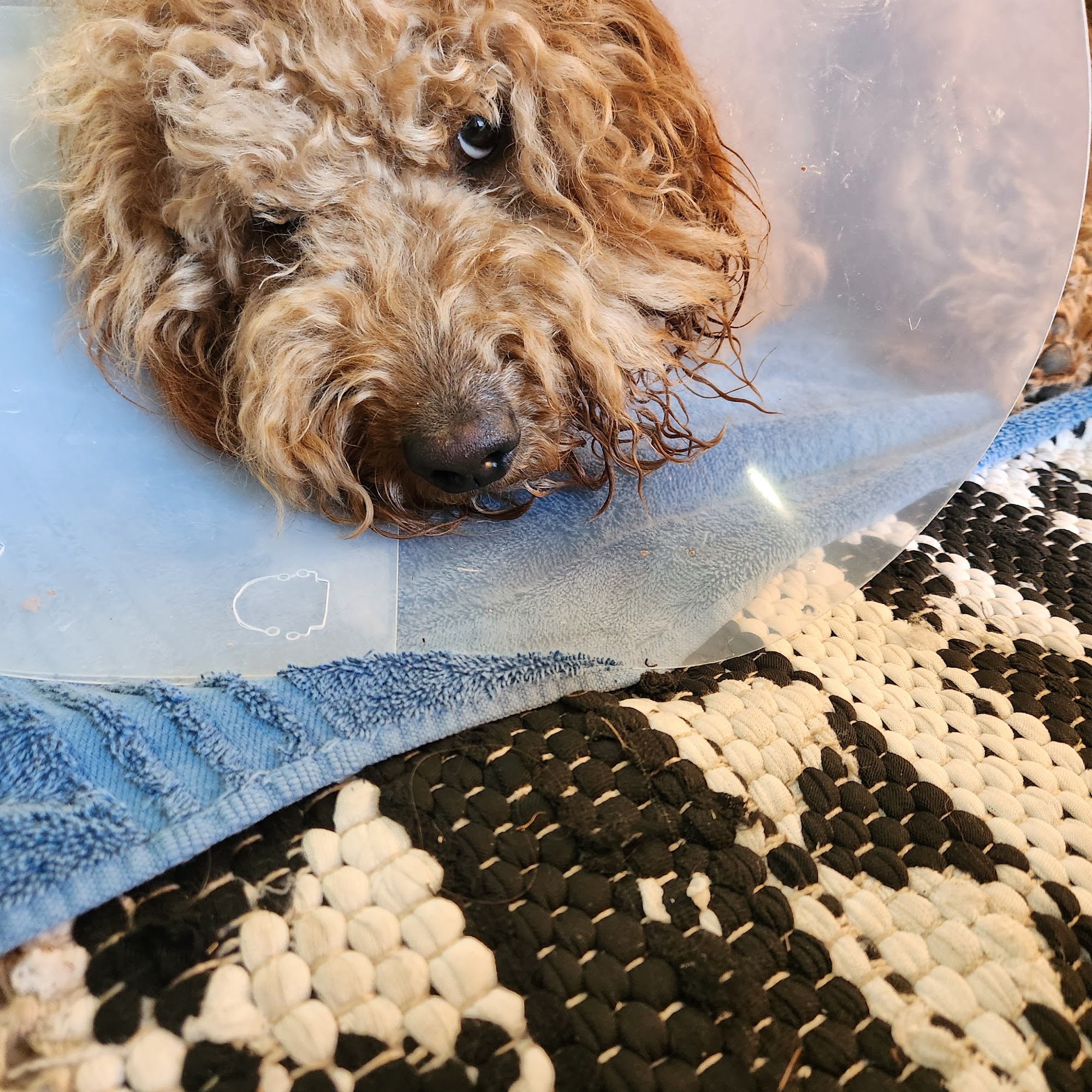 Flathead Pet Emergency Kalispell