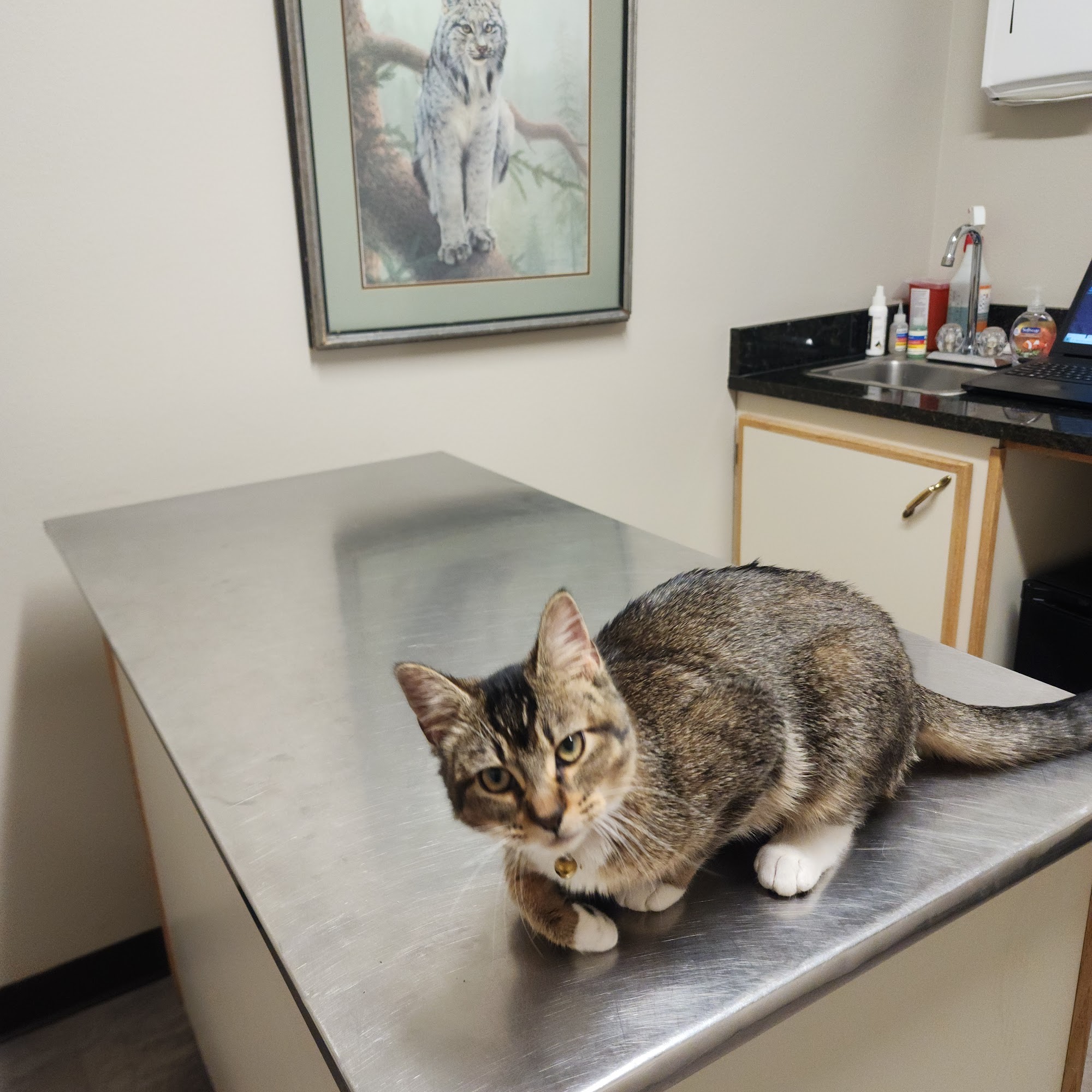 Central Valley Animal Hospital Kalispell