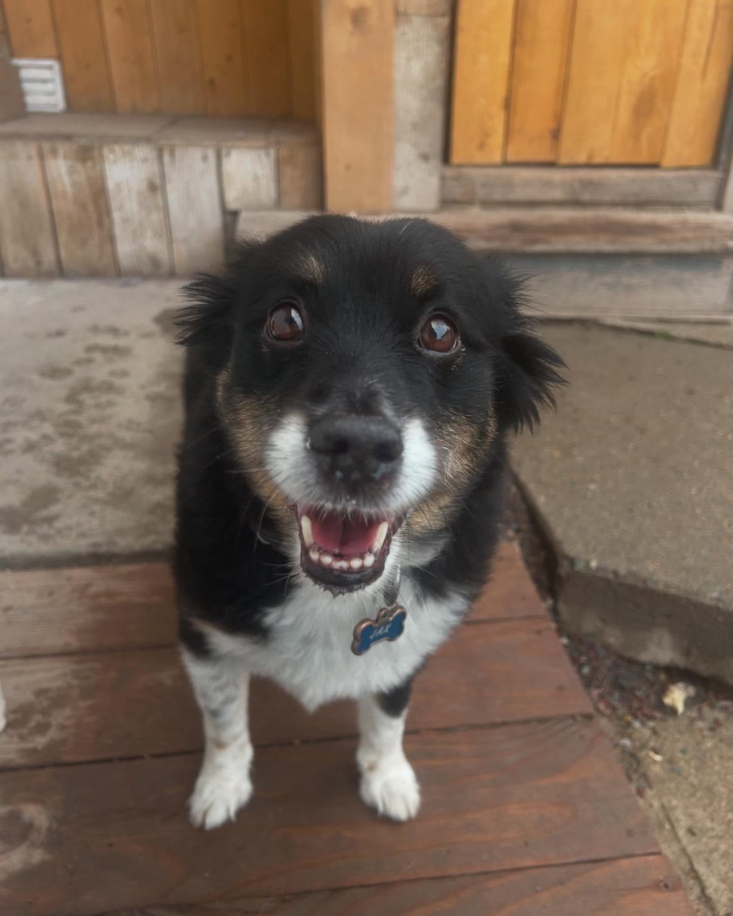 Pawsitively Perfect Kalispell