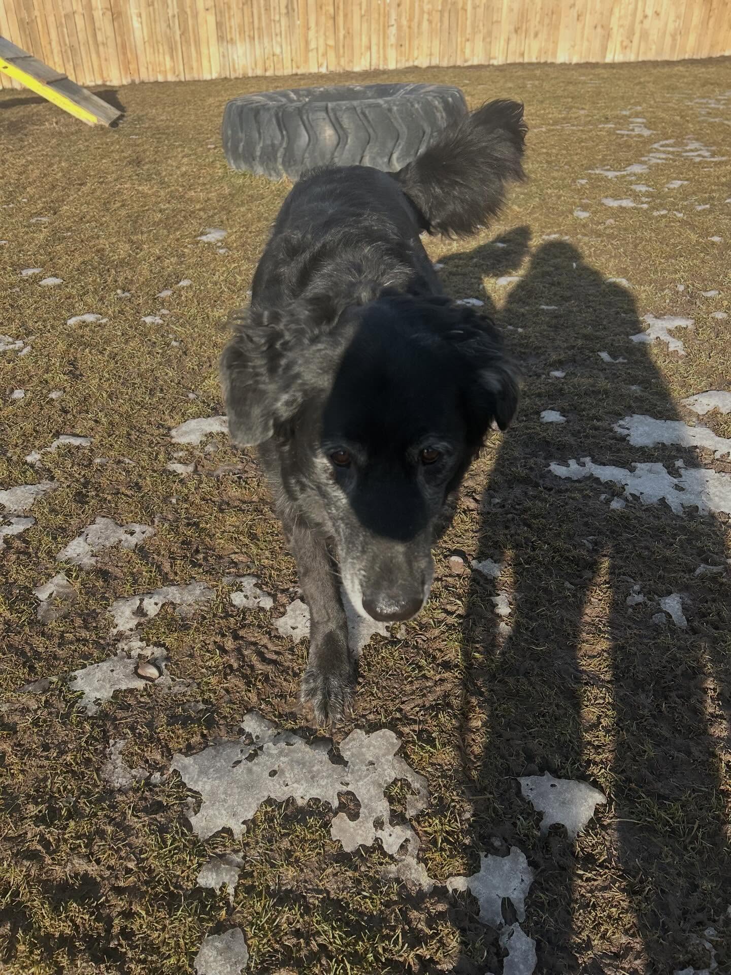 Pawsitively Perfect Kalispell