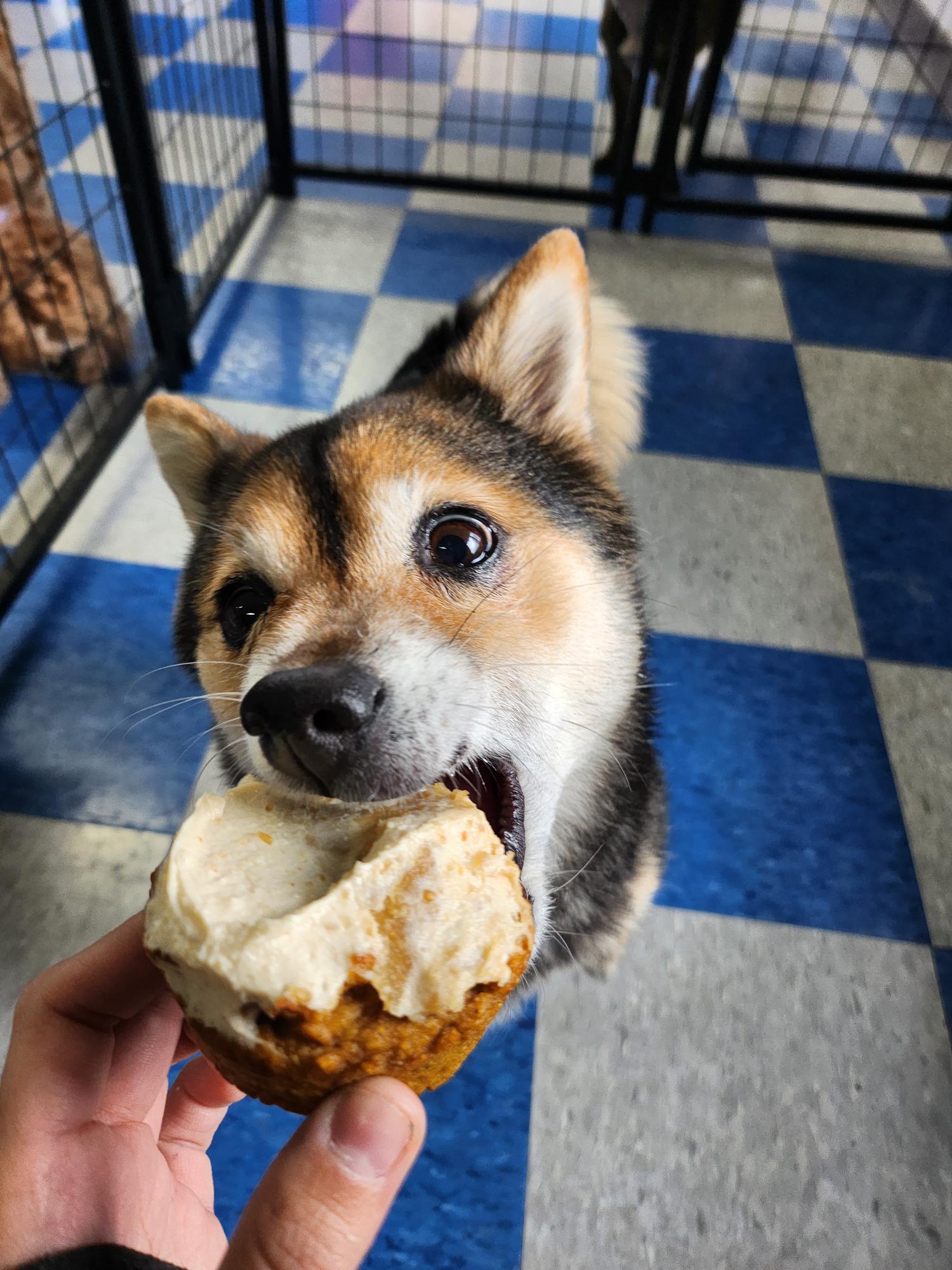 The Dog Club Kalispell