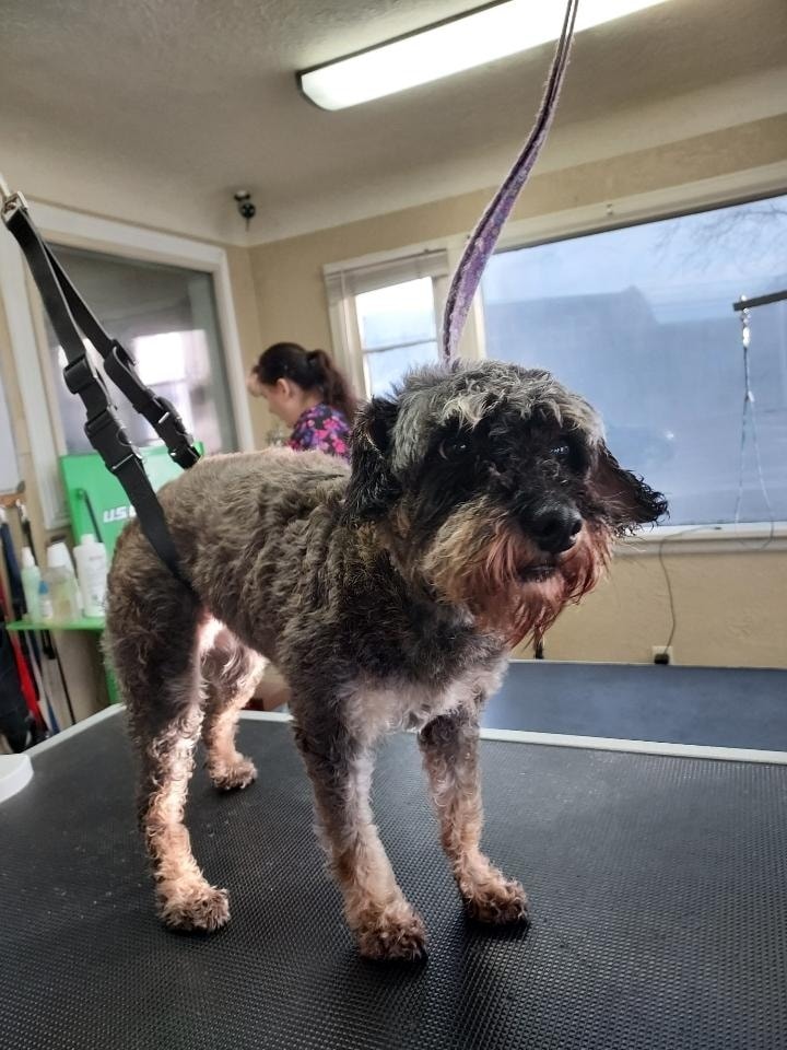 Happy Pooch Professionals, LLC Kalispell