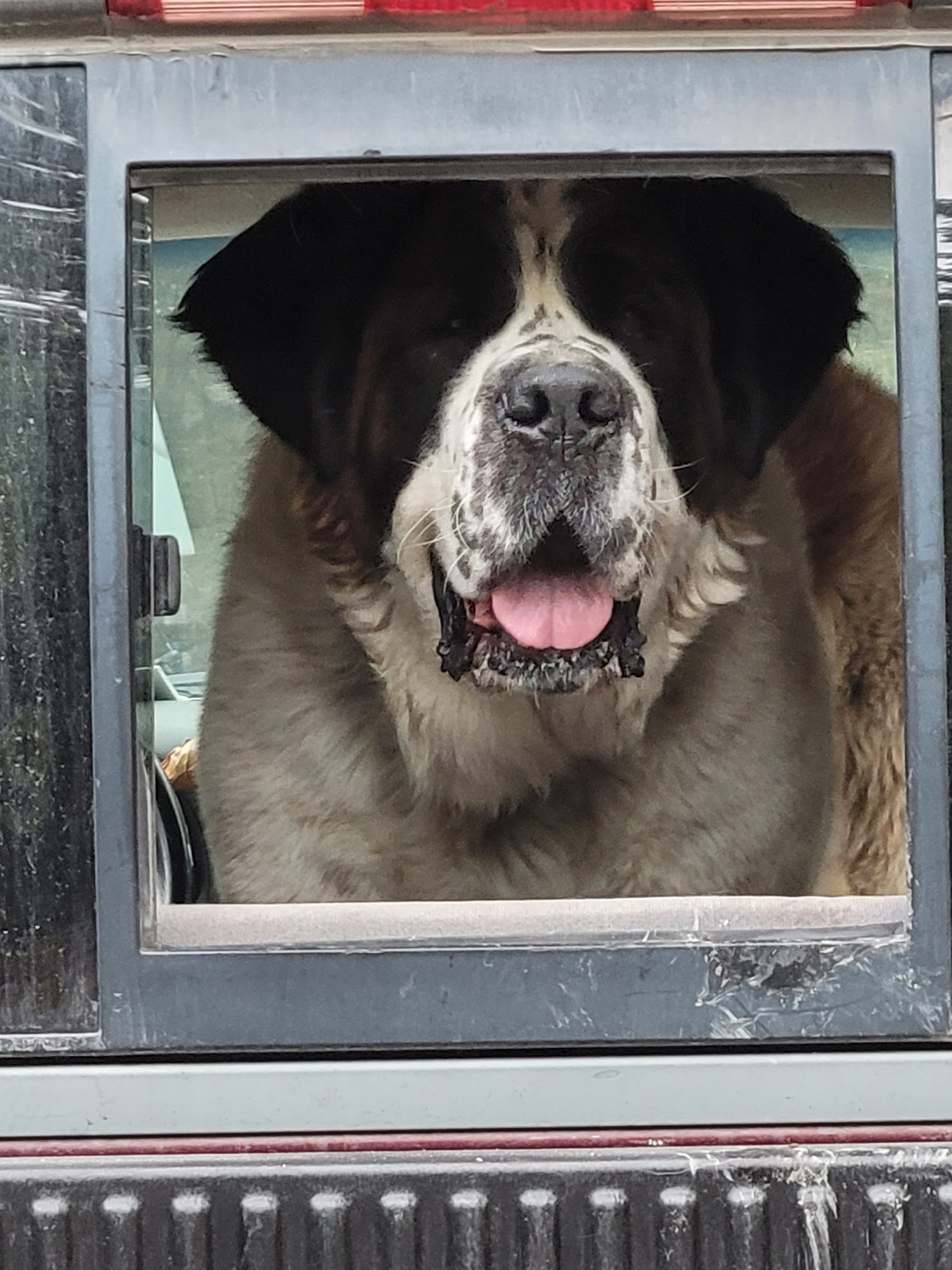 Flathead County Animal Shelter Kalispell