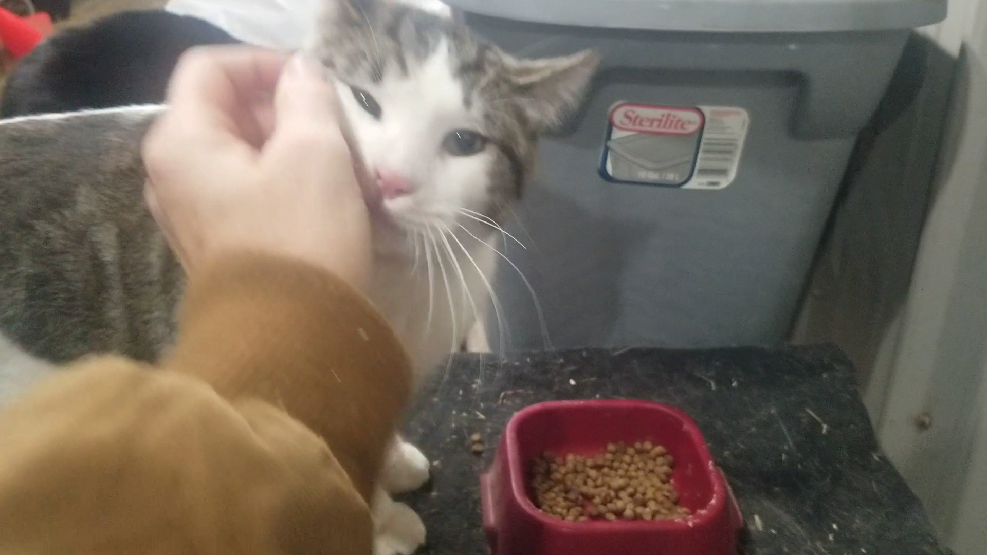 Flathead County Animal Shelter Kalispell