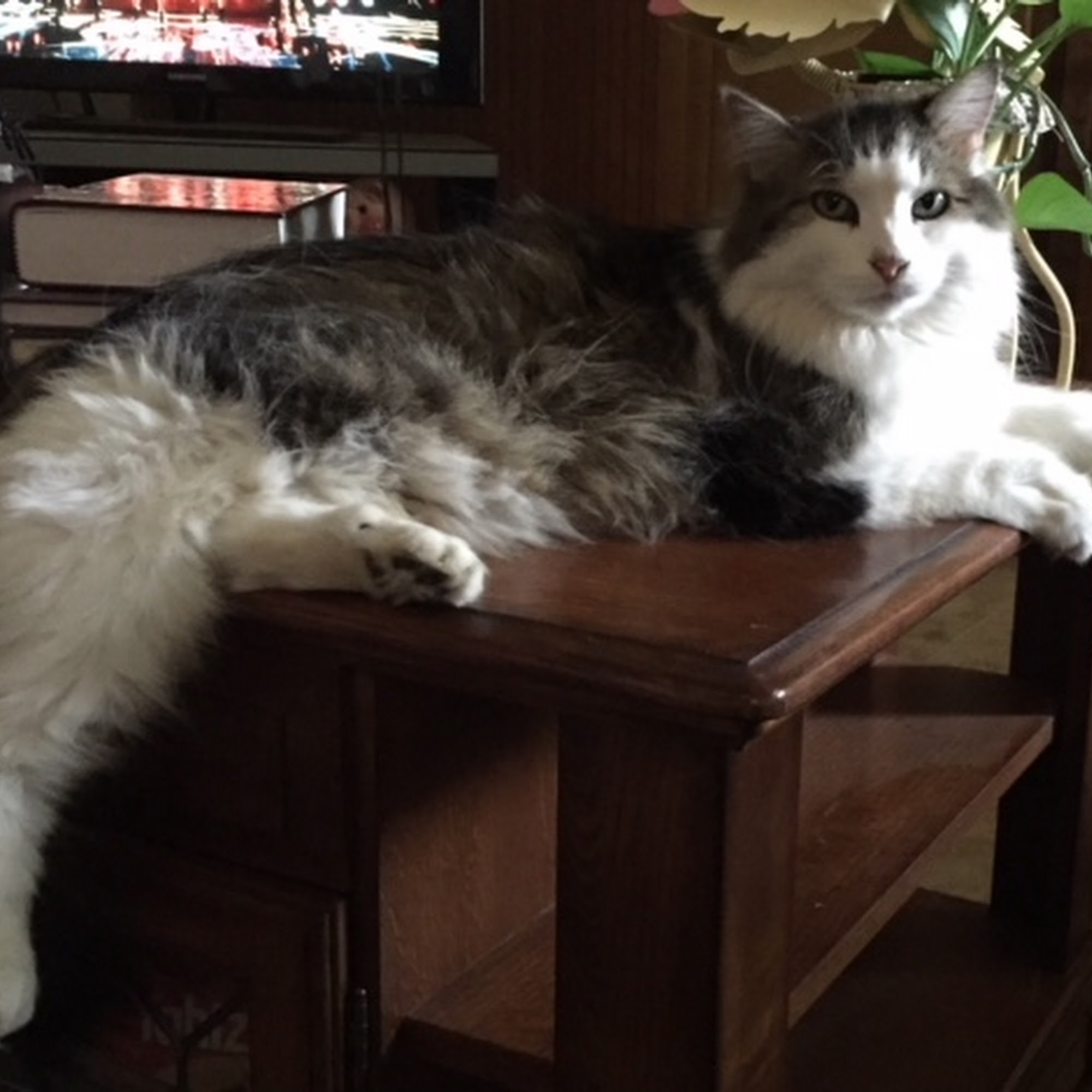 Fuzzy Butz Boarding & Grooming Kalispell