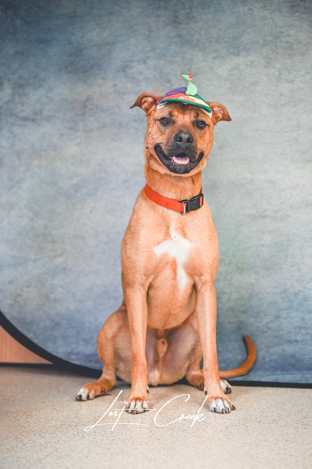 Humane Society of Northwest Montana Kalispell