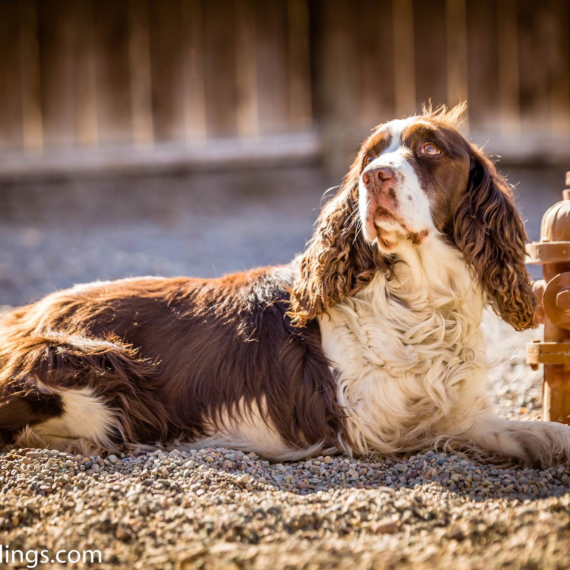The Cat's Meow & Hound's Hideaway Kalispell