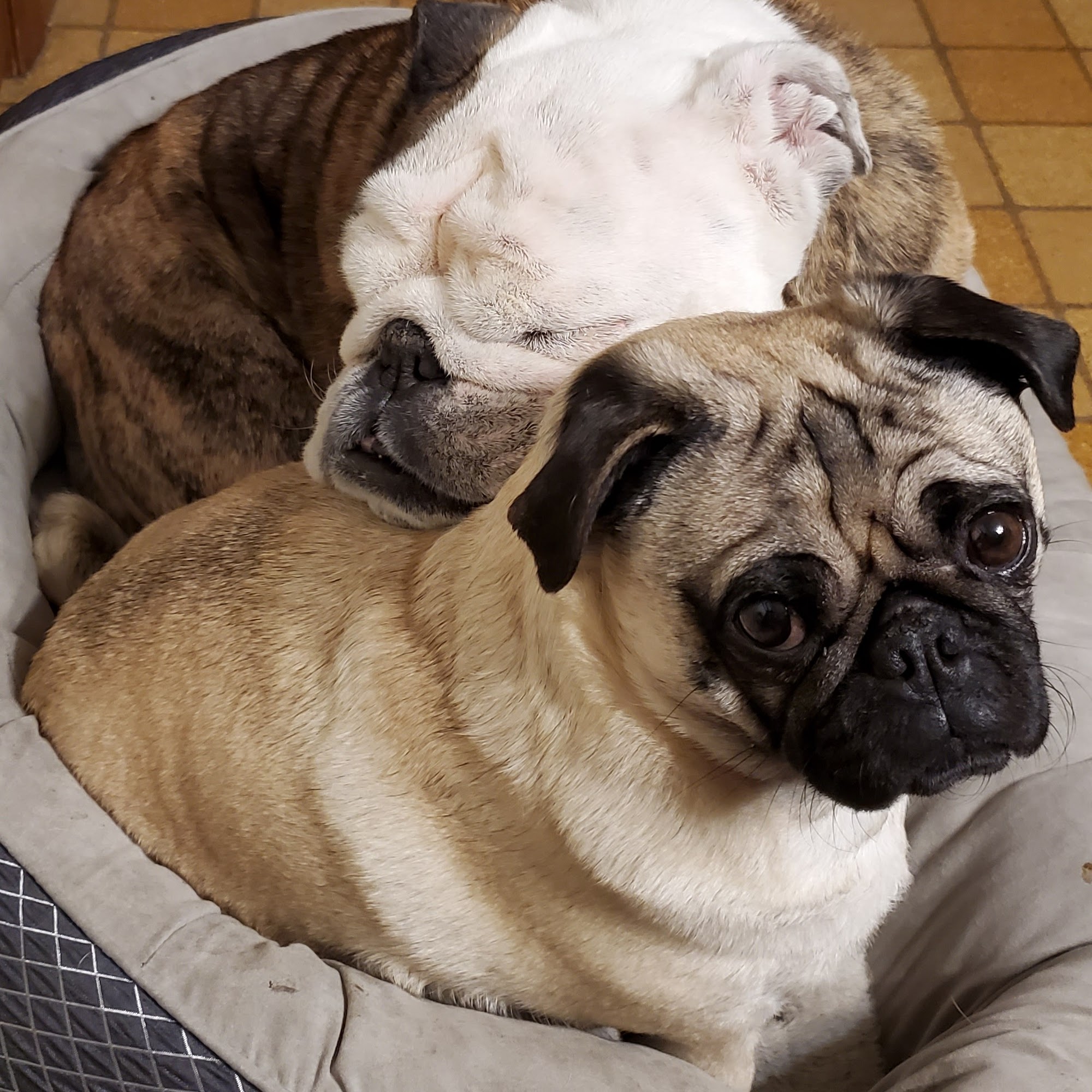 HOBBY HILL ENGLISH BULLDOGS Kalispell