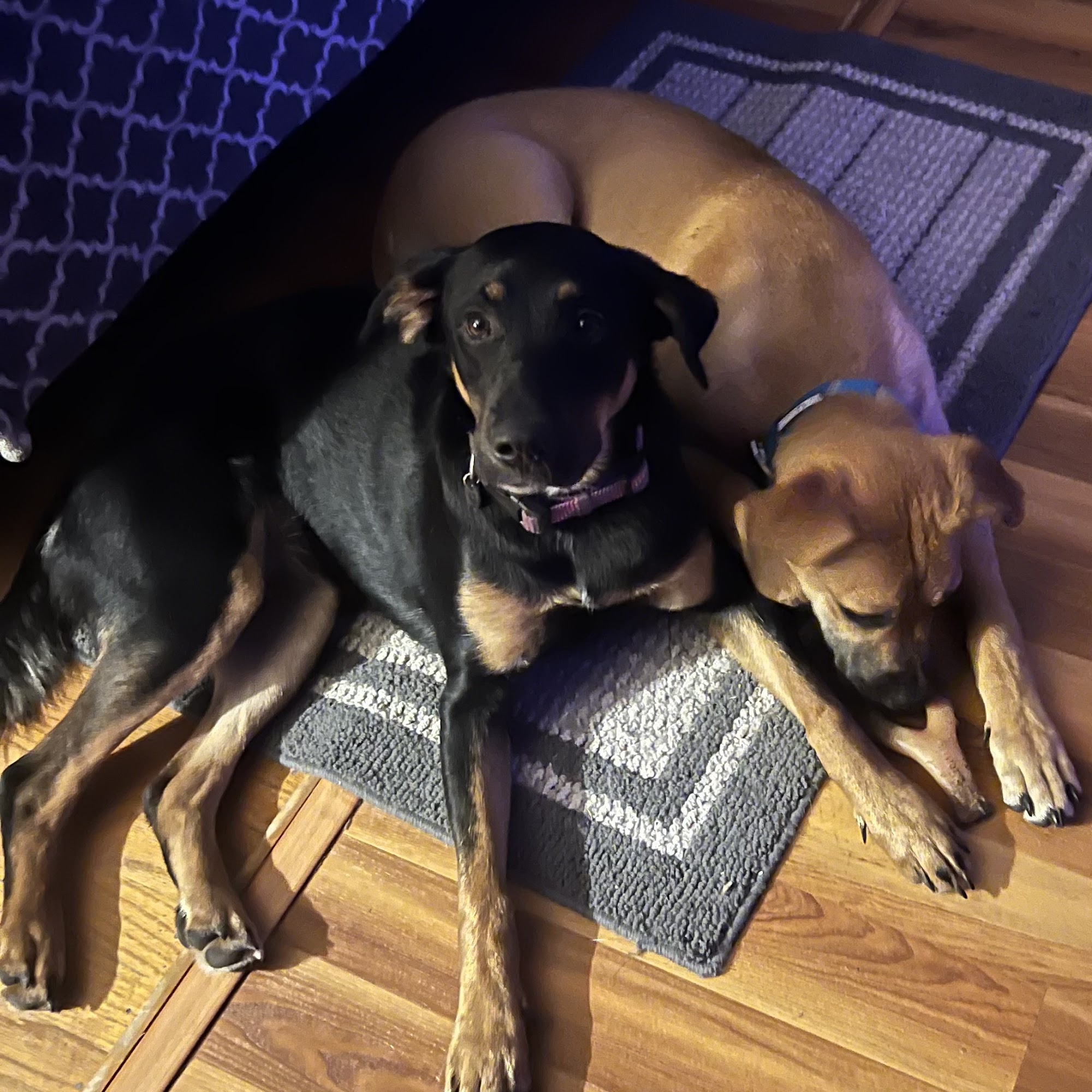 Laurel East Animal Hospital Laurel