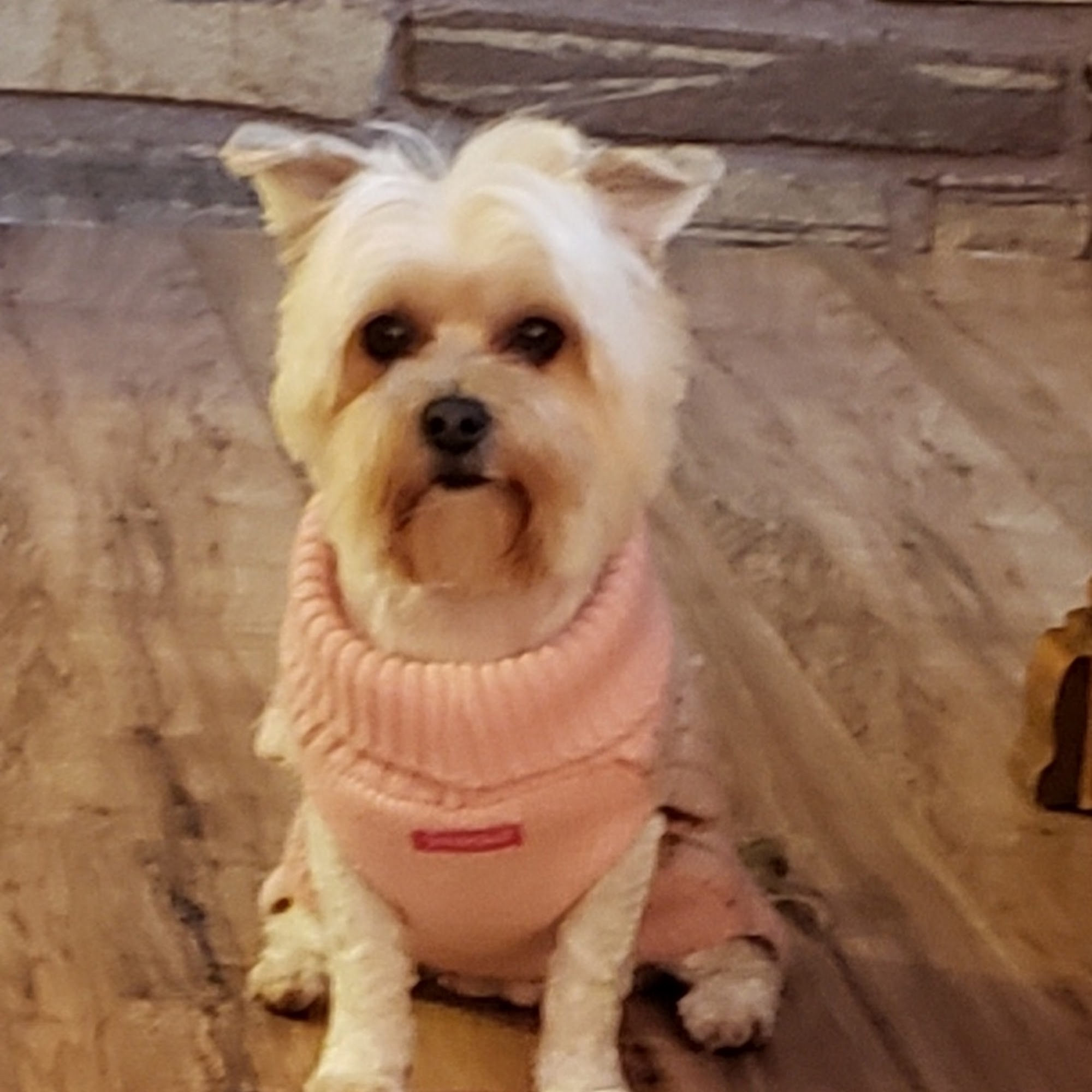 Westgate Animal Clinic Libby