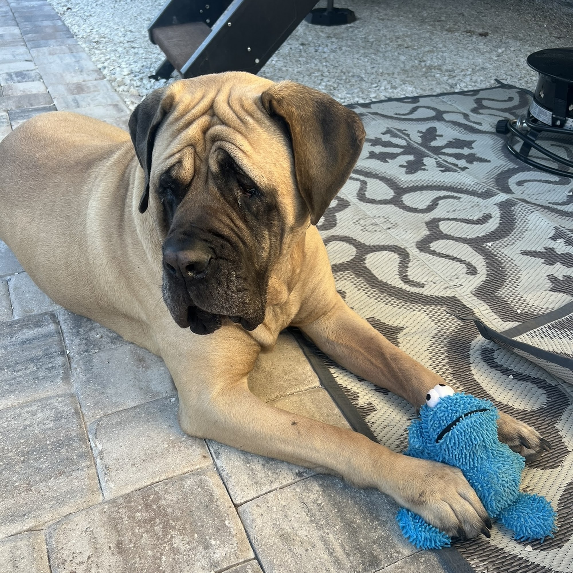 Livingston Veterinary Hospital Livingston