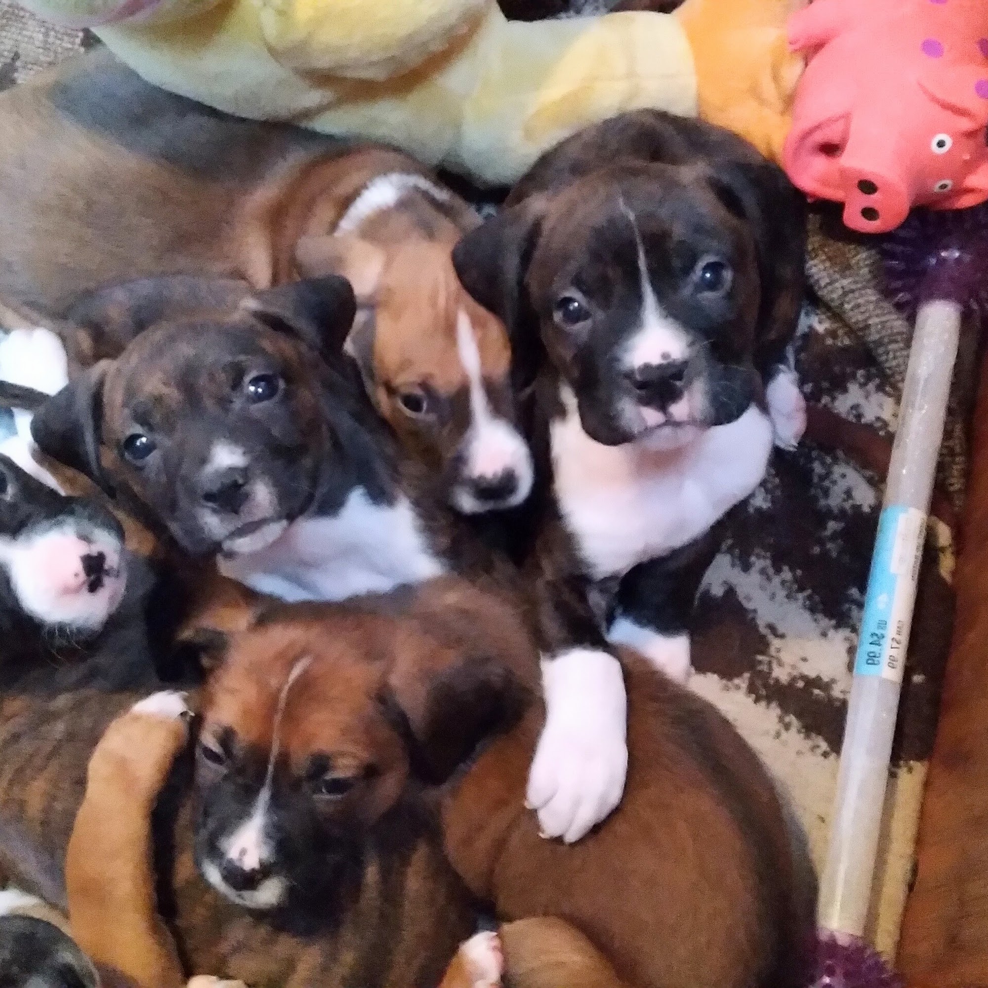 Yellowstone Veterinary Services Livingston