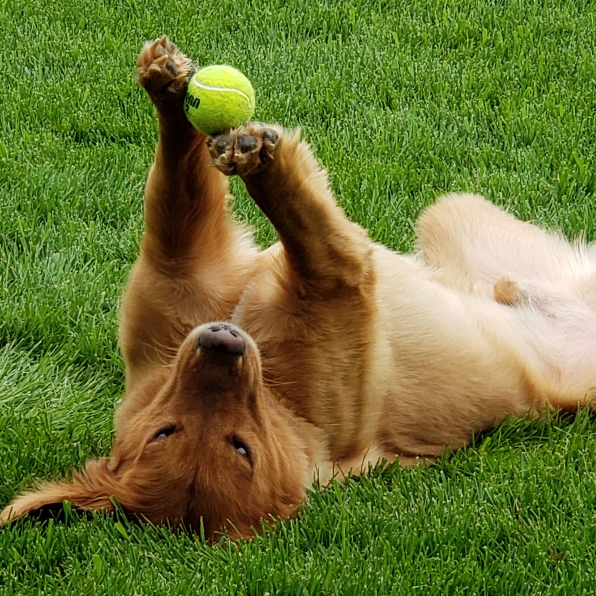 North Valley Veterinary Clinic Lolo