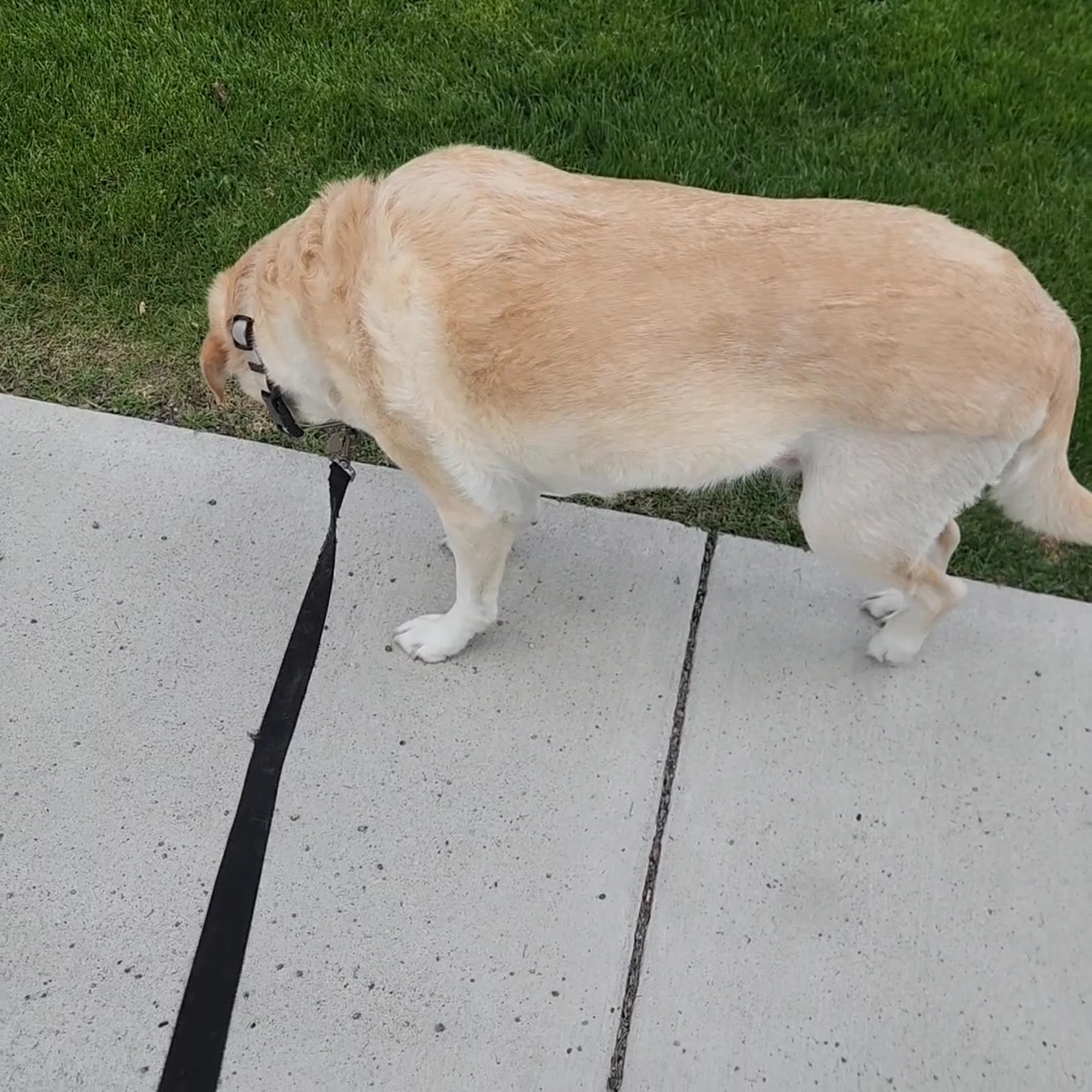 Grant Creek Veterinary Services Missoula