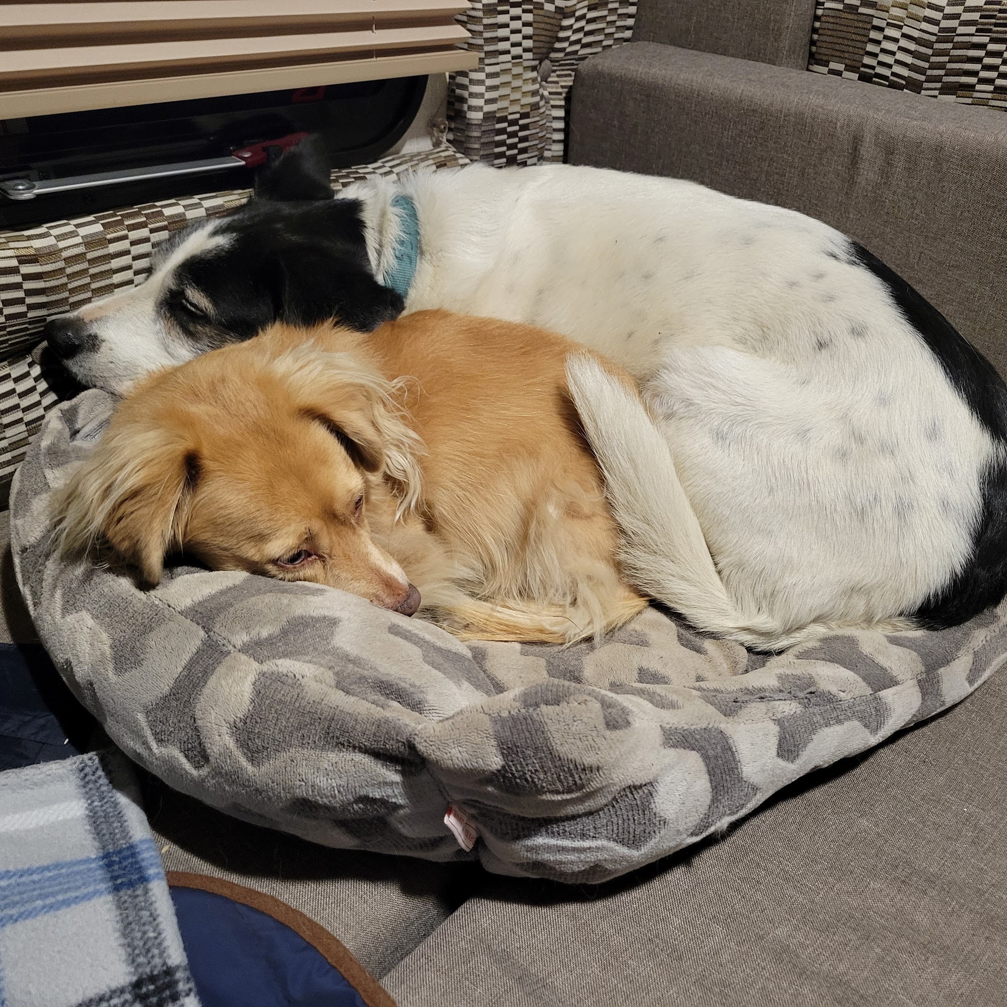 Animal Clinic Missoula