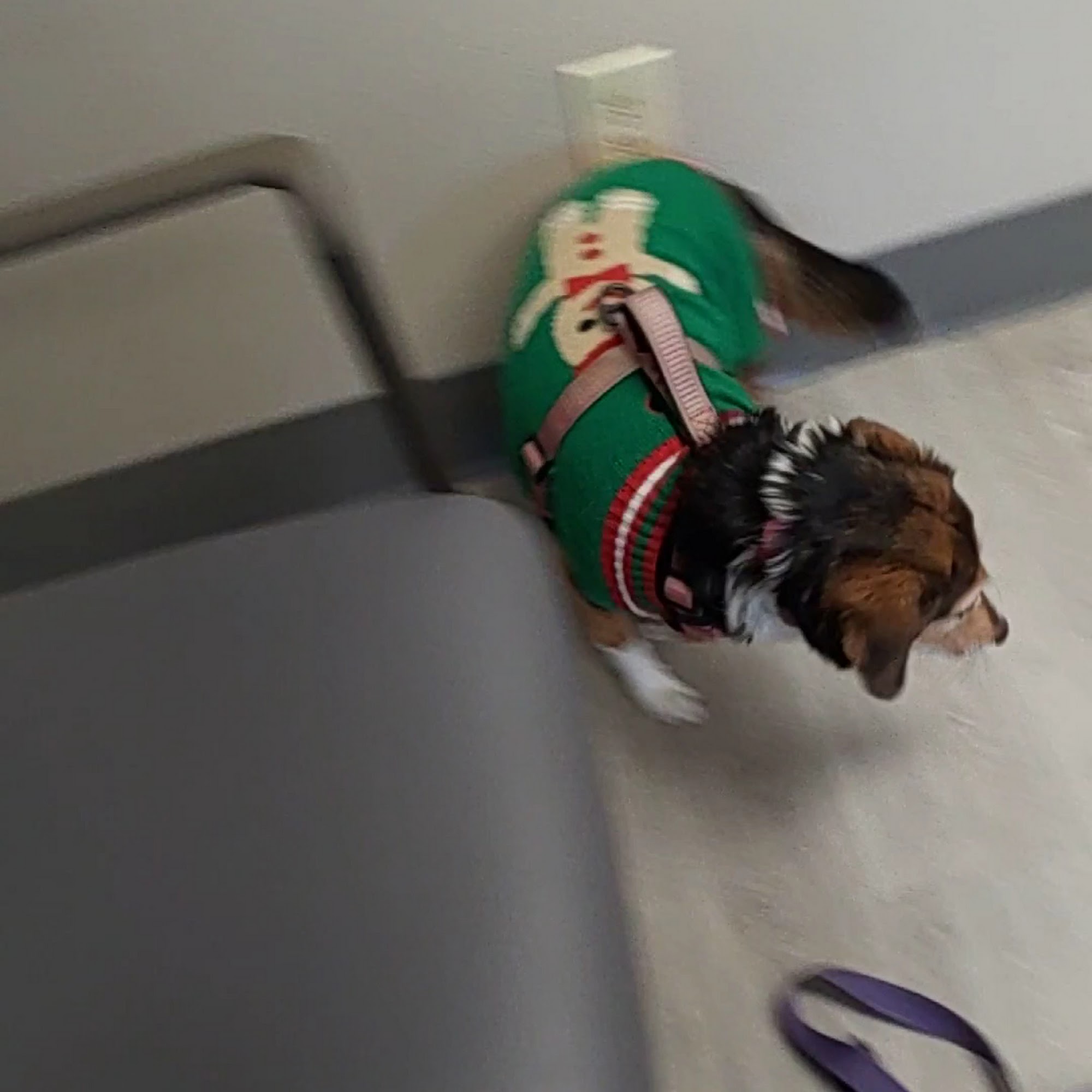 Missoula Vet Clinic Missoula