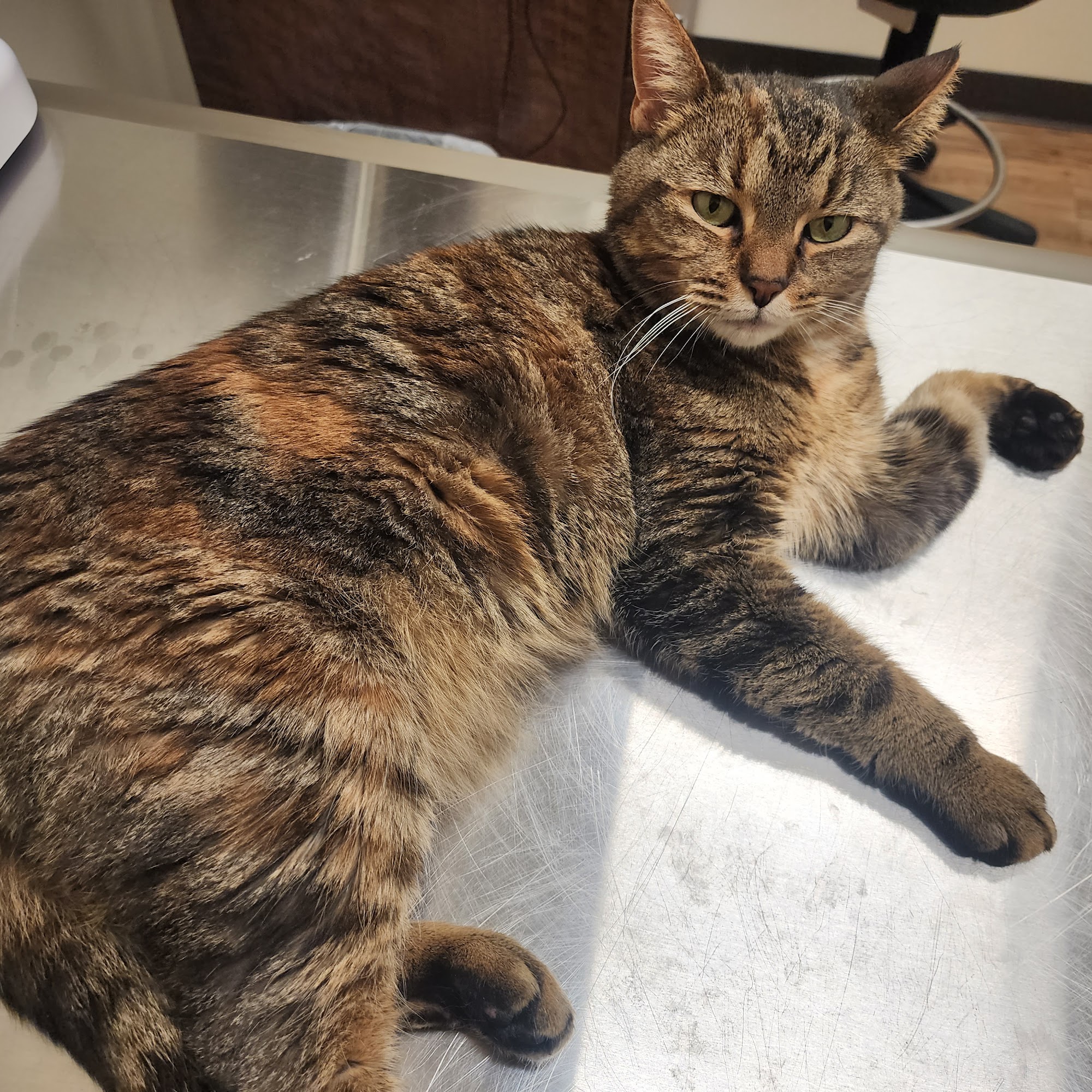 Blue Mountain Veterinary Missoula