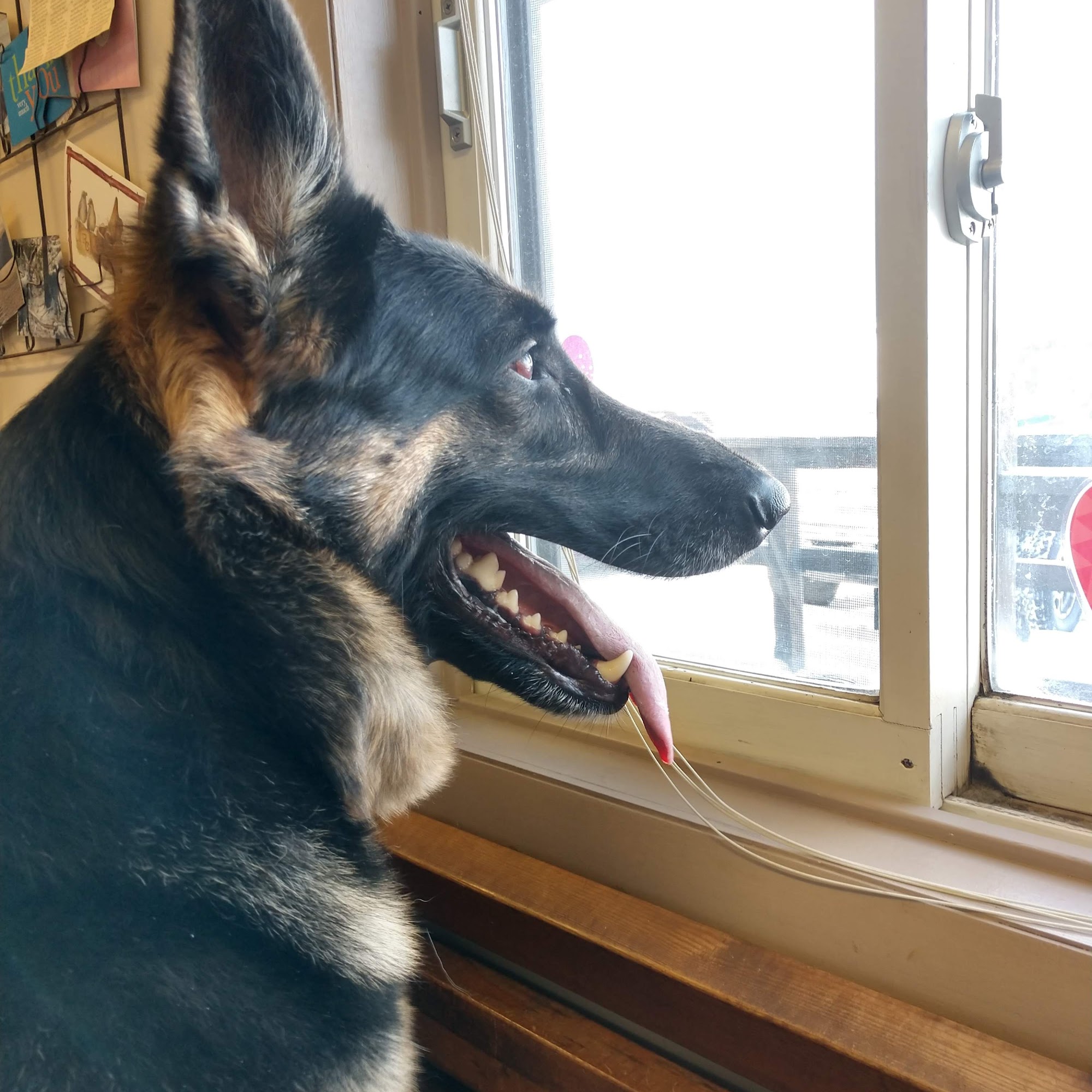 Flint Creek Valley Vet Clinic Philipsburg