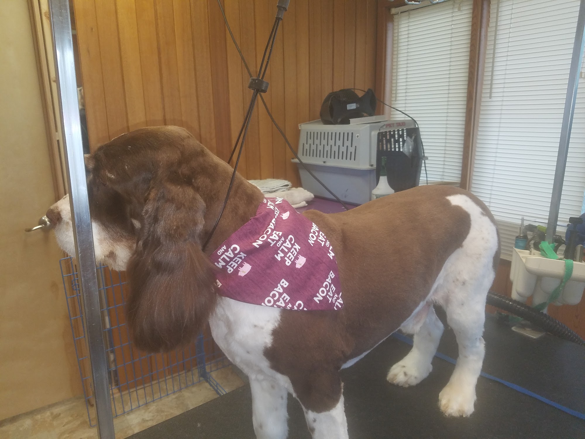 Paws Here Pet Styling Plains