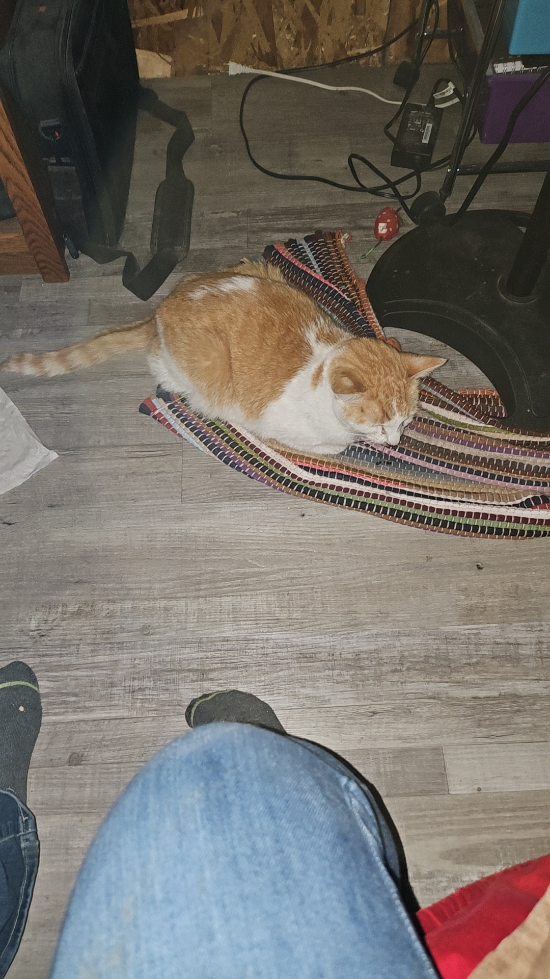 Polson Animal Clinic Polson