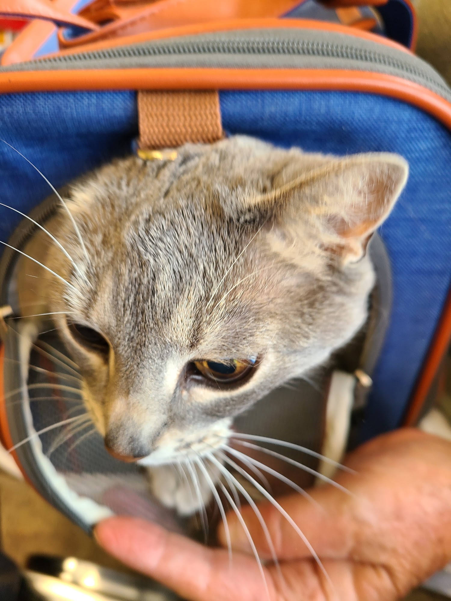 VetCare Montana Polson