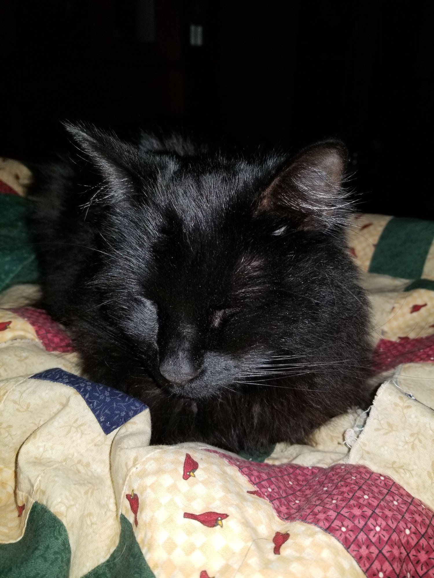 Ambrose Veterinary Clinic Stevensville