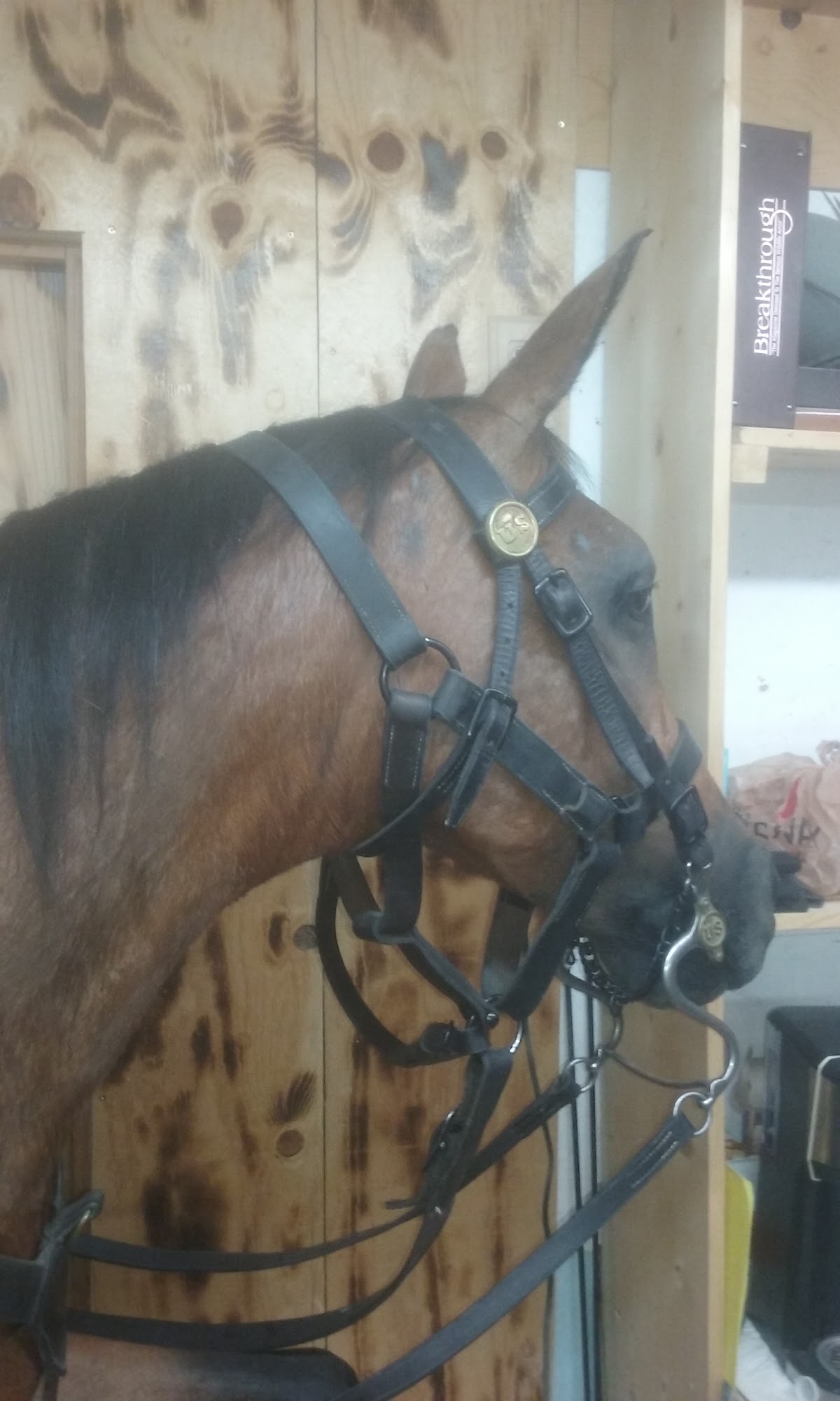 Montana Equine Medical & Surgical Center Three Forks