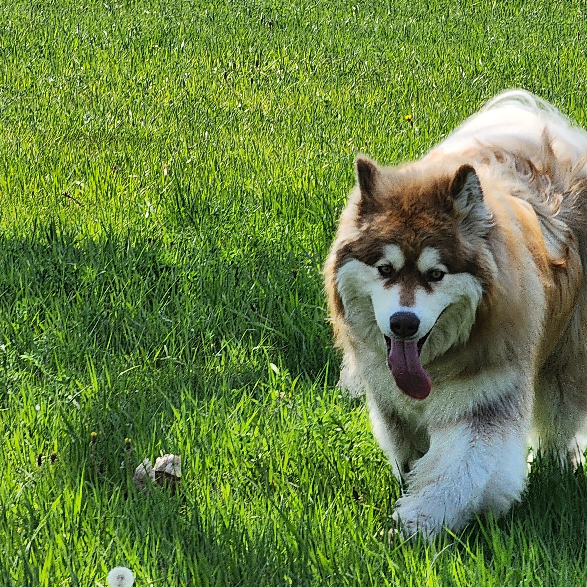 Amy's Pampered Pets Three Forks