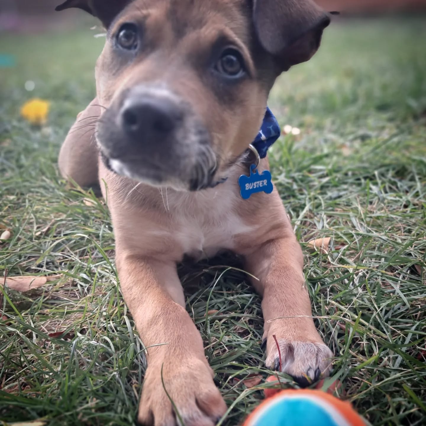 Amy's Pampered Pets Three Forks