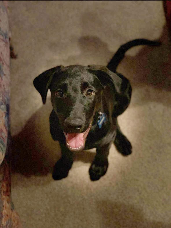 Elkhorn Veterinary Clinic Townsend