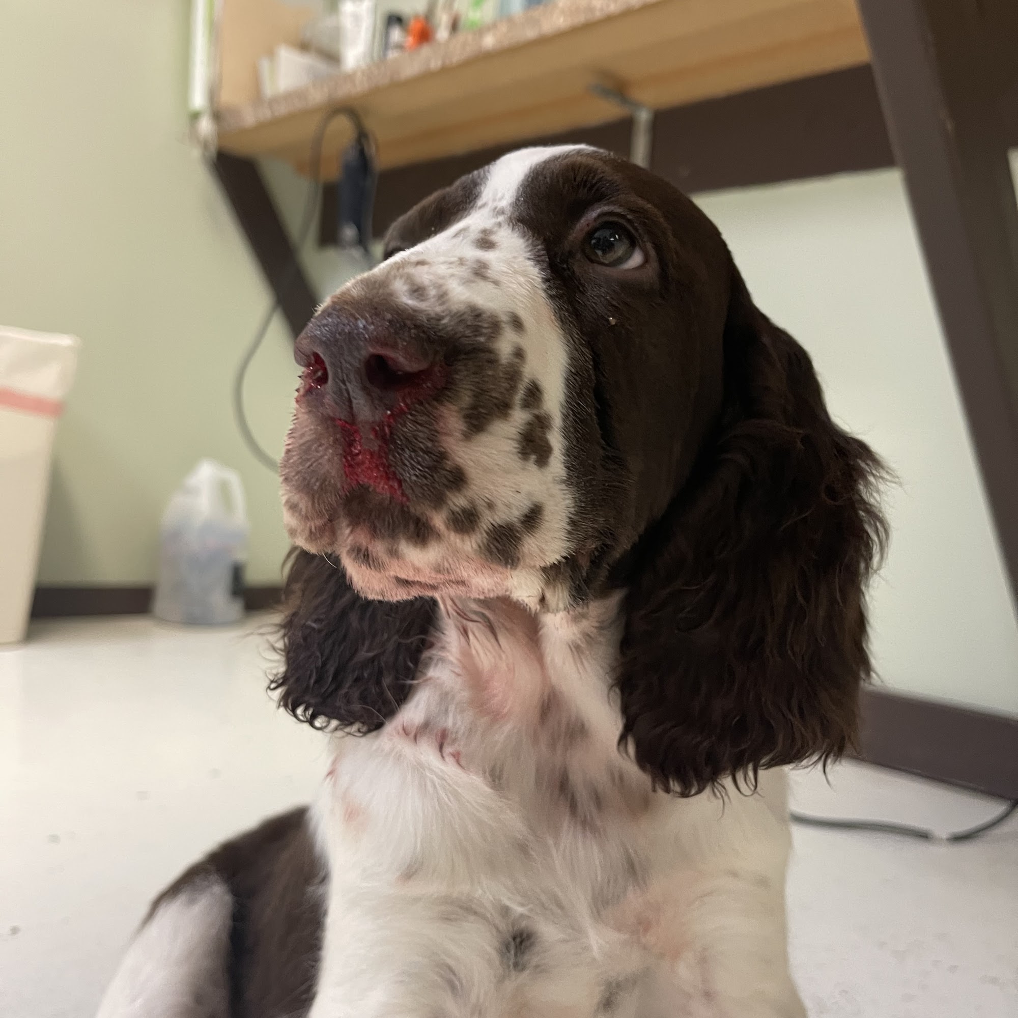 Elkhorn Veterinary Clinic Townsend