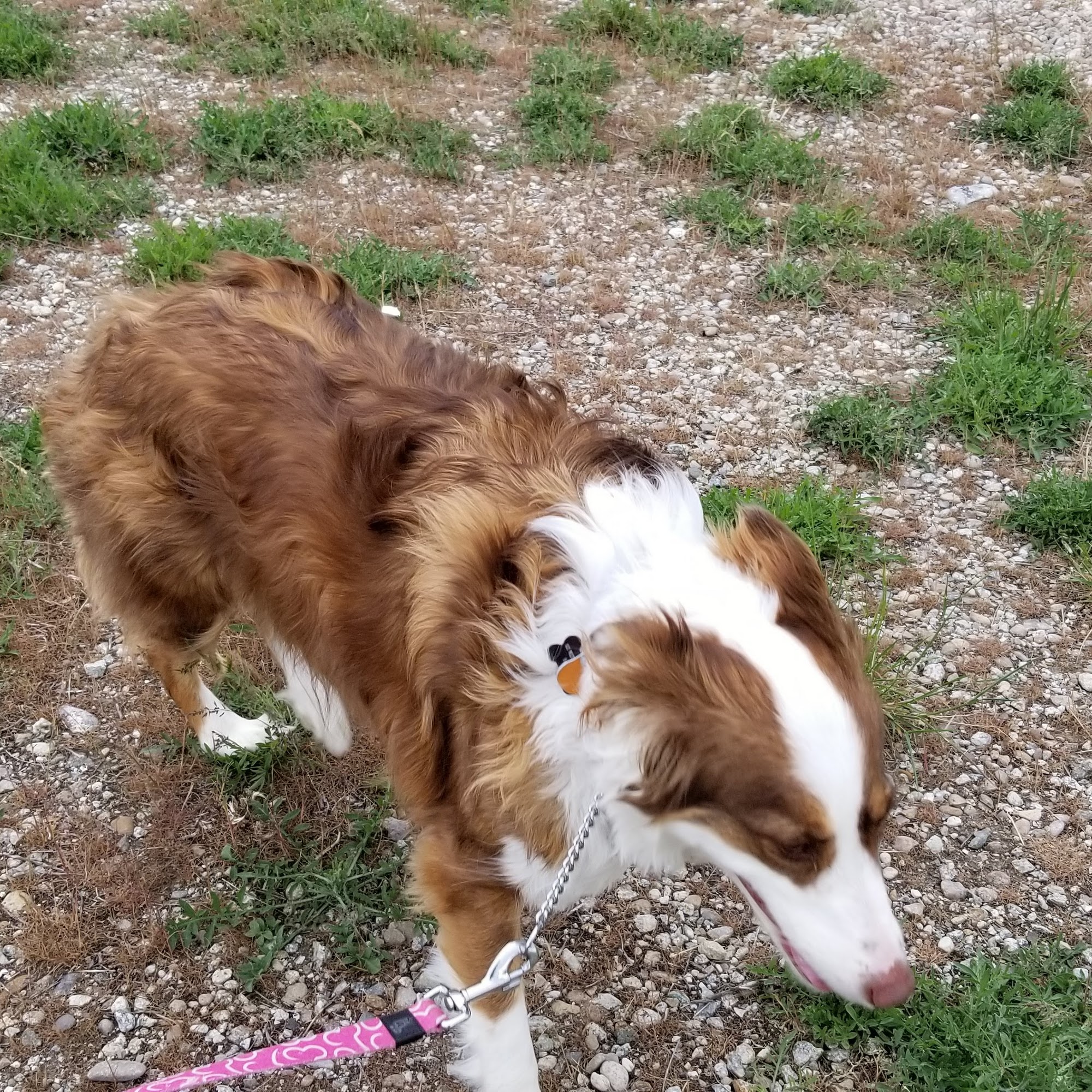 Hayes Professional Dog Training Victor