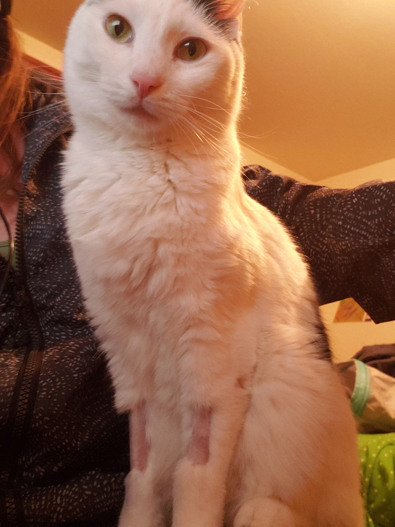 Whitefish Animal Hospital Whitefish