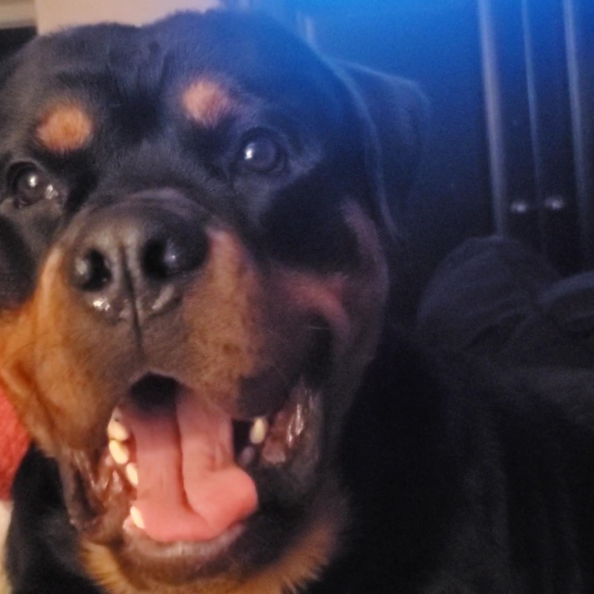 Three Dog Ranch Whitefish